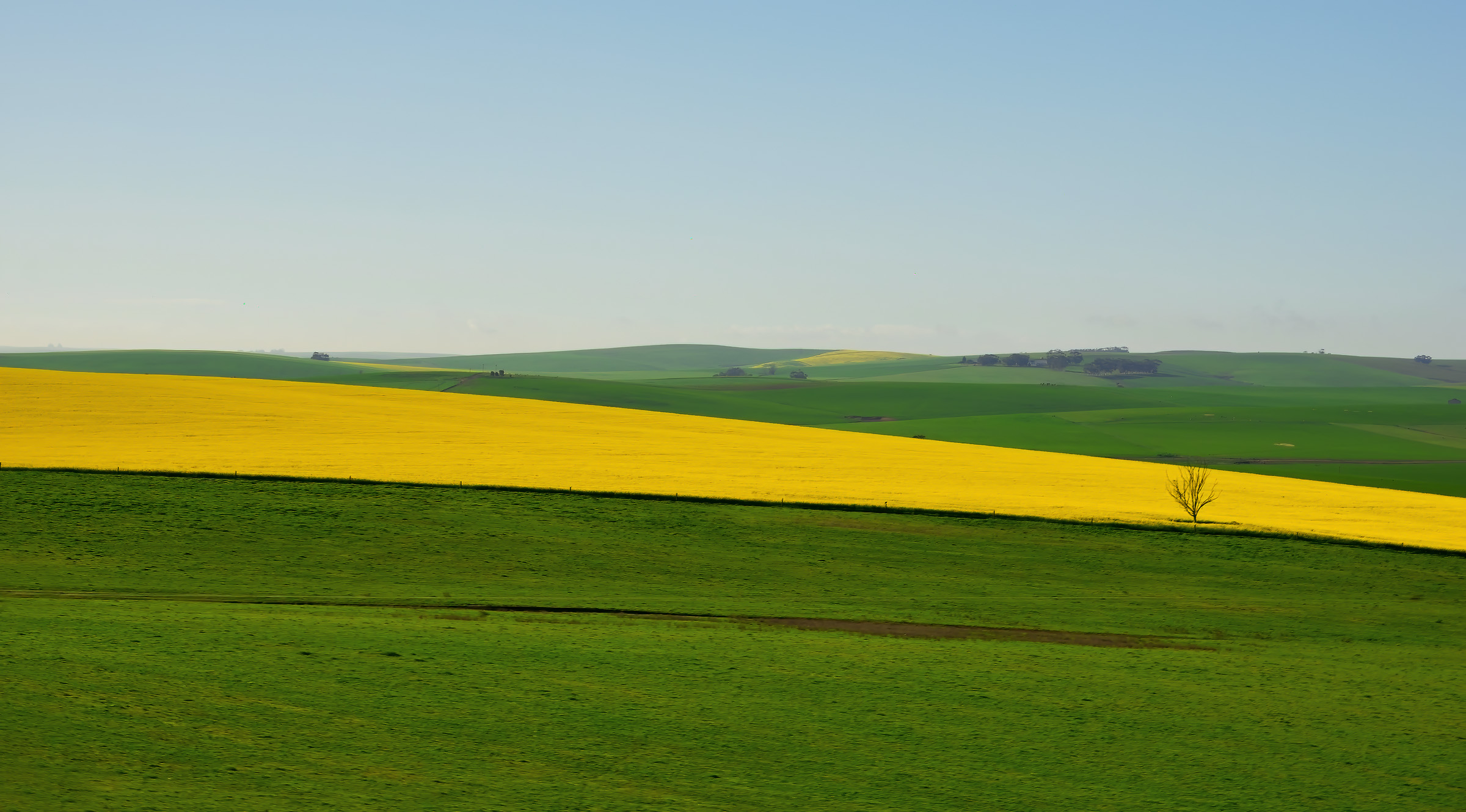 Rapeseed plantations (South Africa)