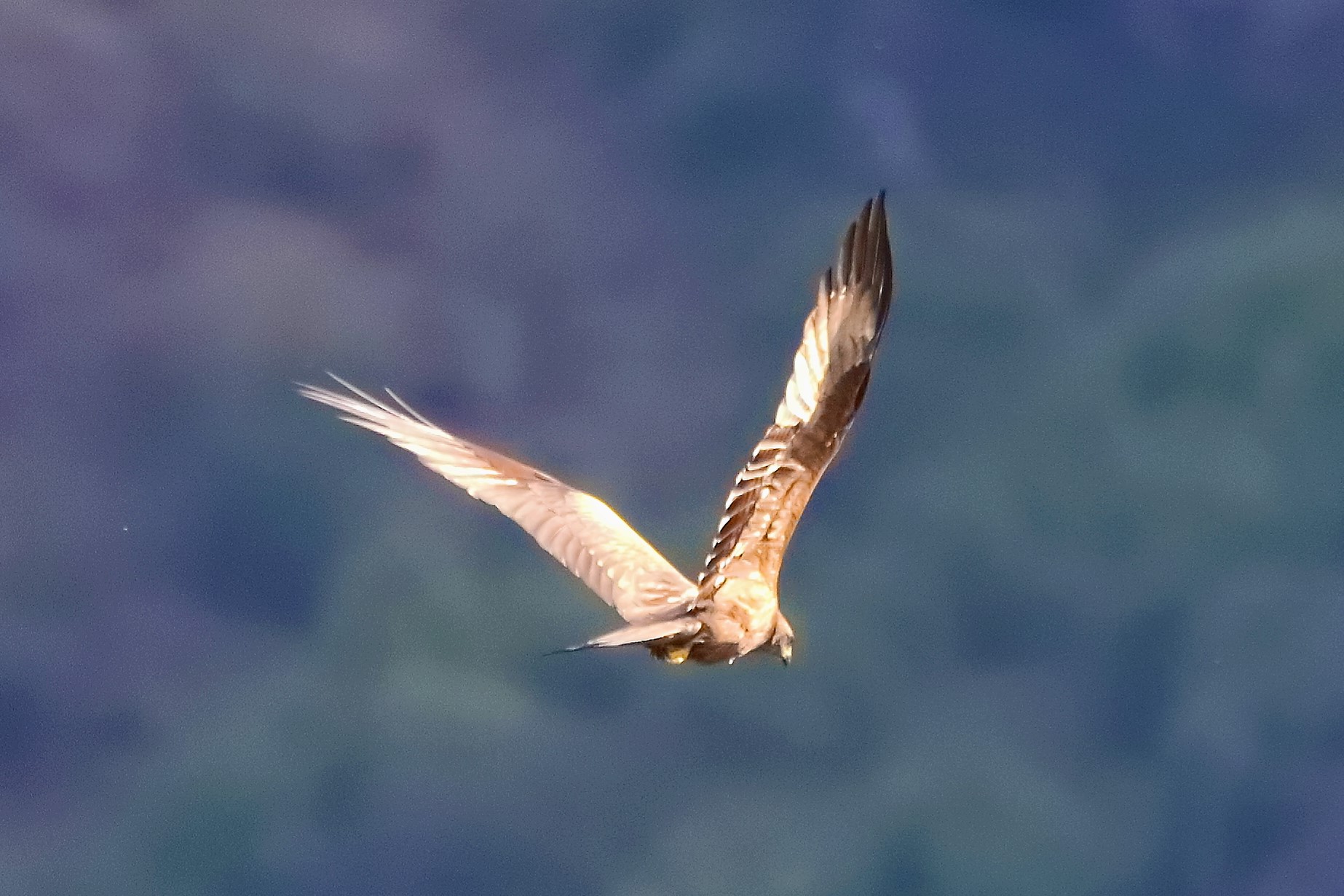 Nibbio bruno 09-05-2022