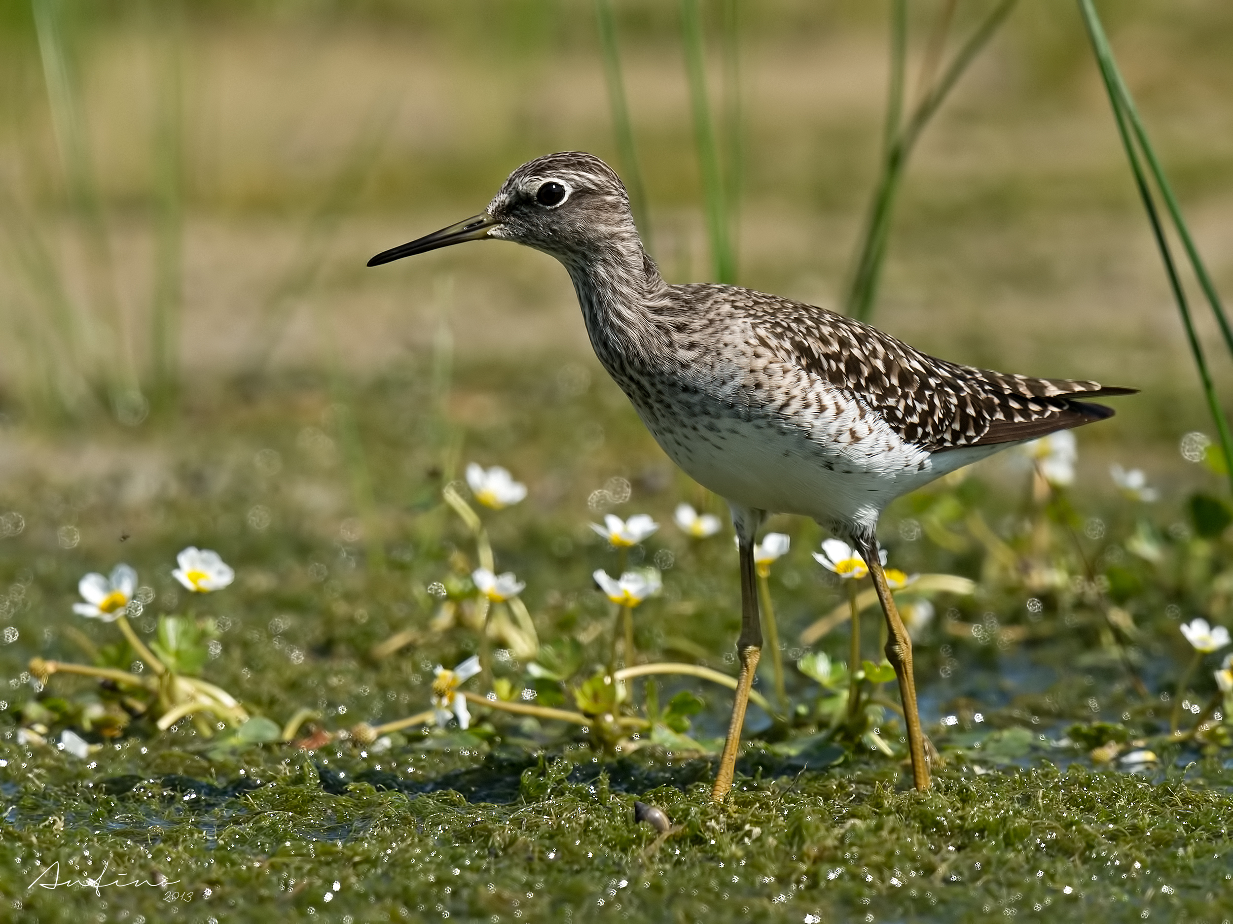 Piro piro boschereccio