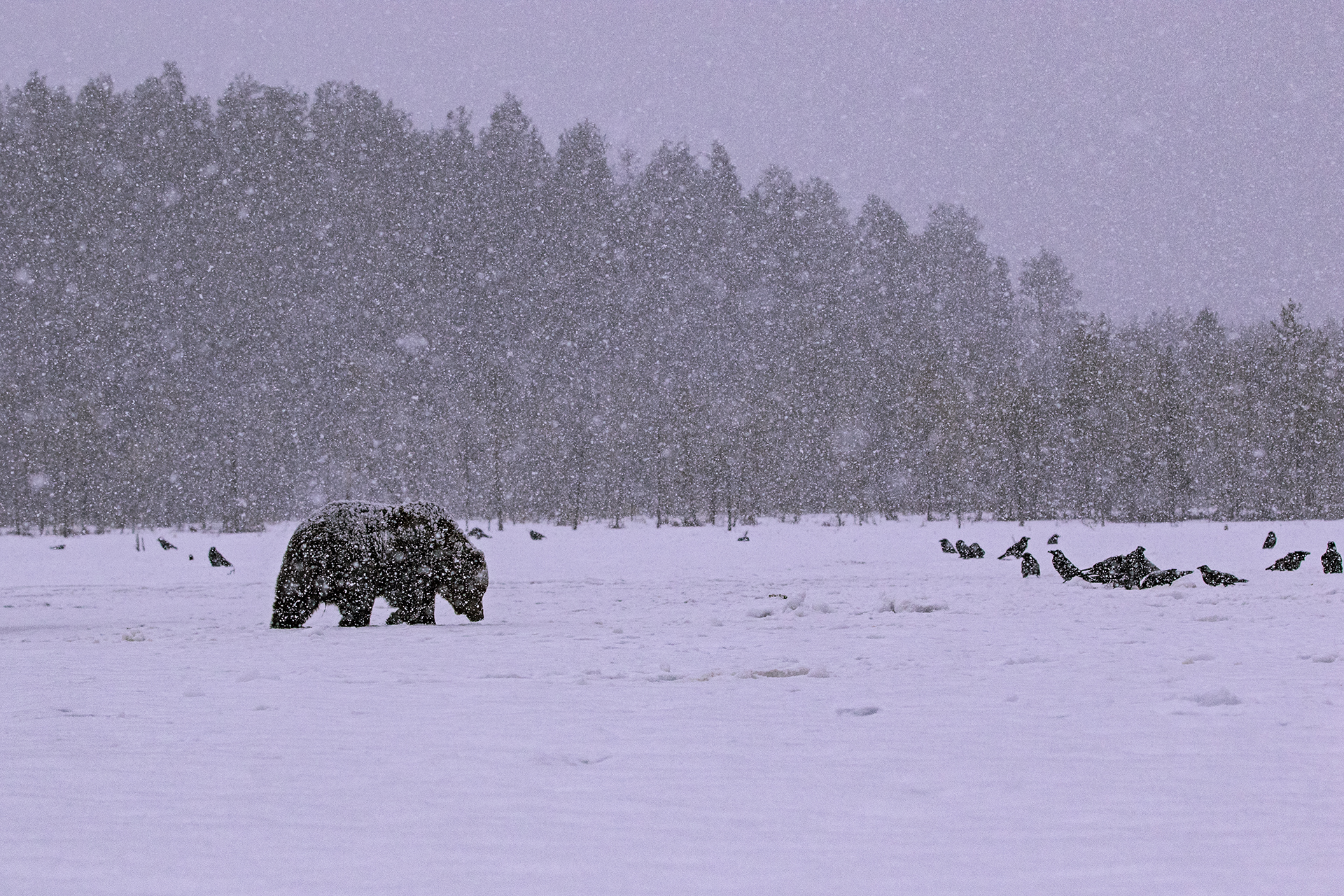 And it's snowing outside