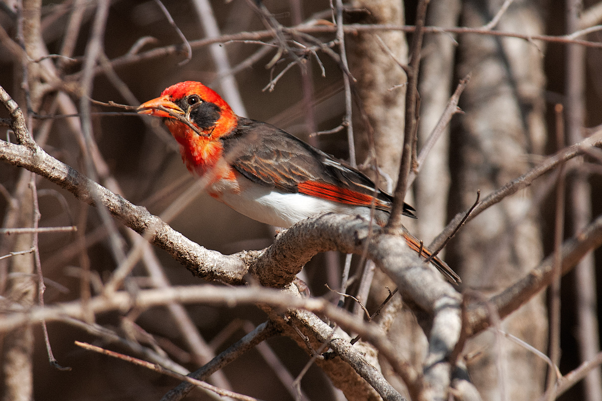 Tessitore testarossa - Anaplectes rubriceps