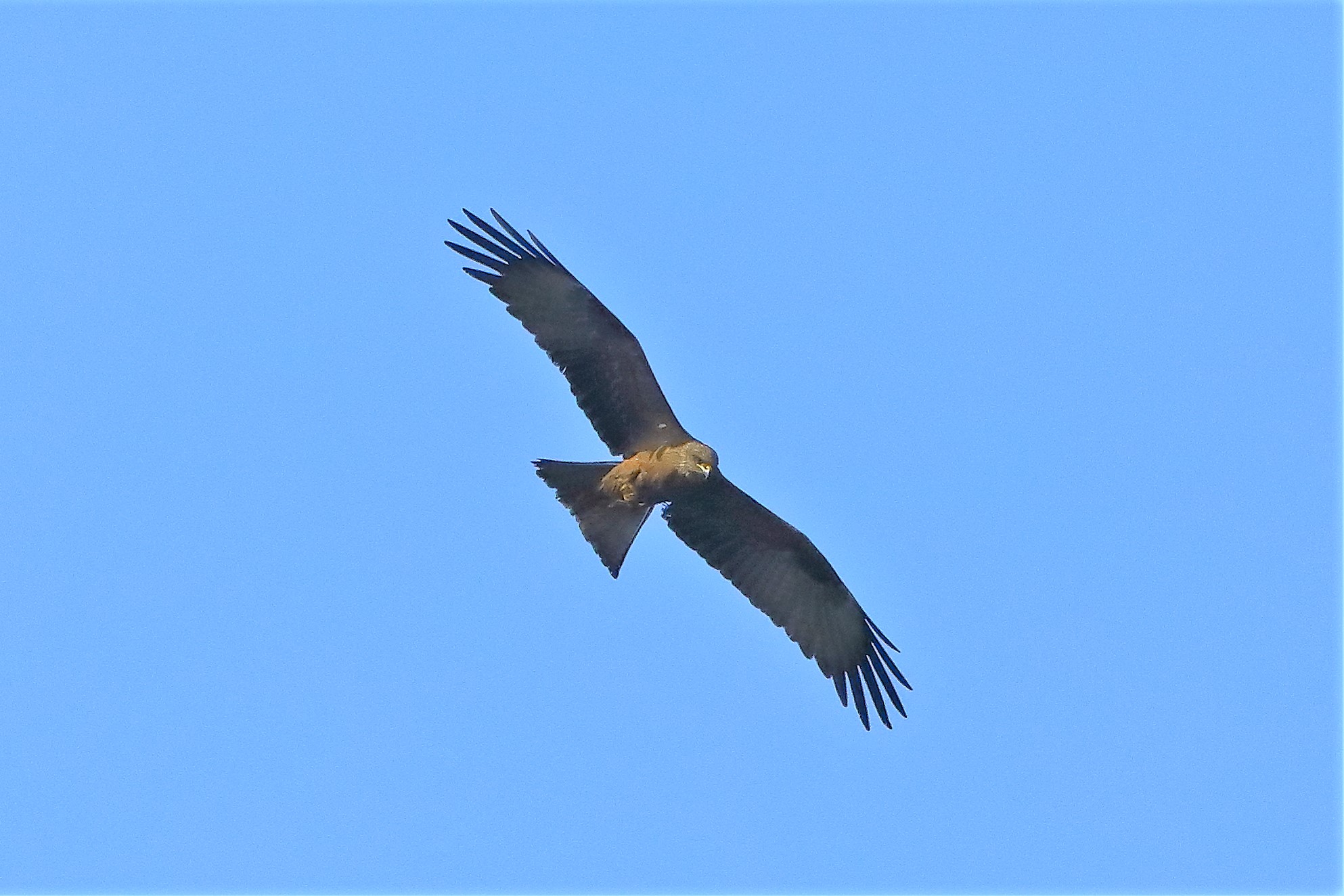 Nibbio bruno 10-05-2022