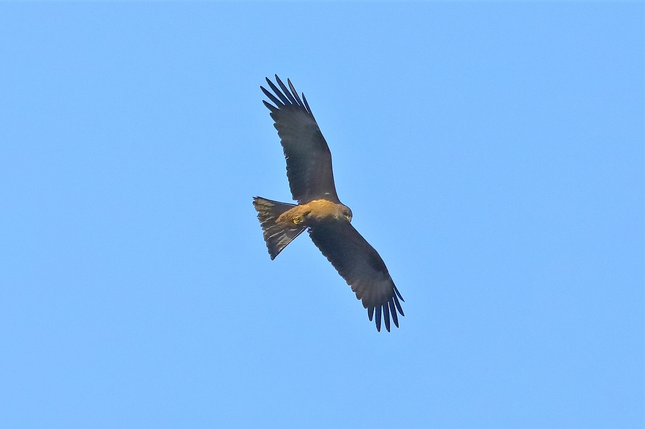 Black kite 10-05-2022