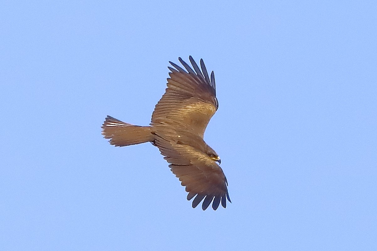 Nibbio bruno 10-05-2022