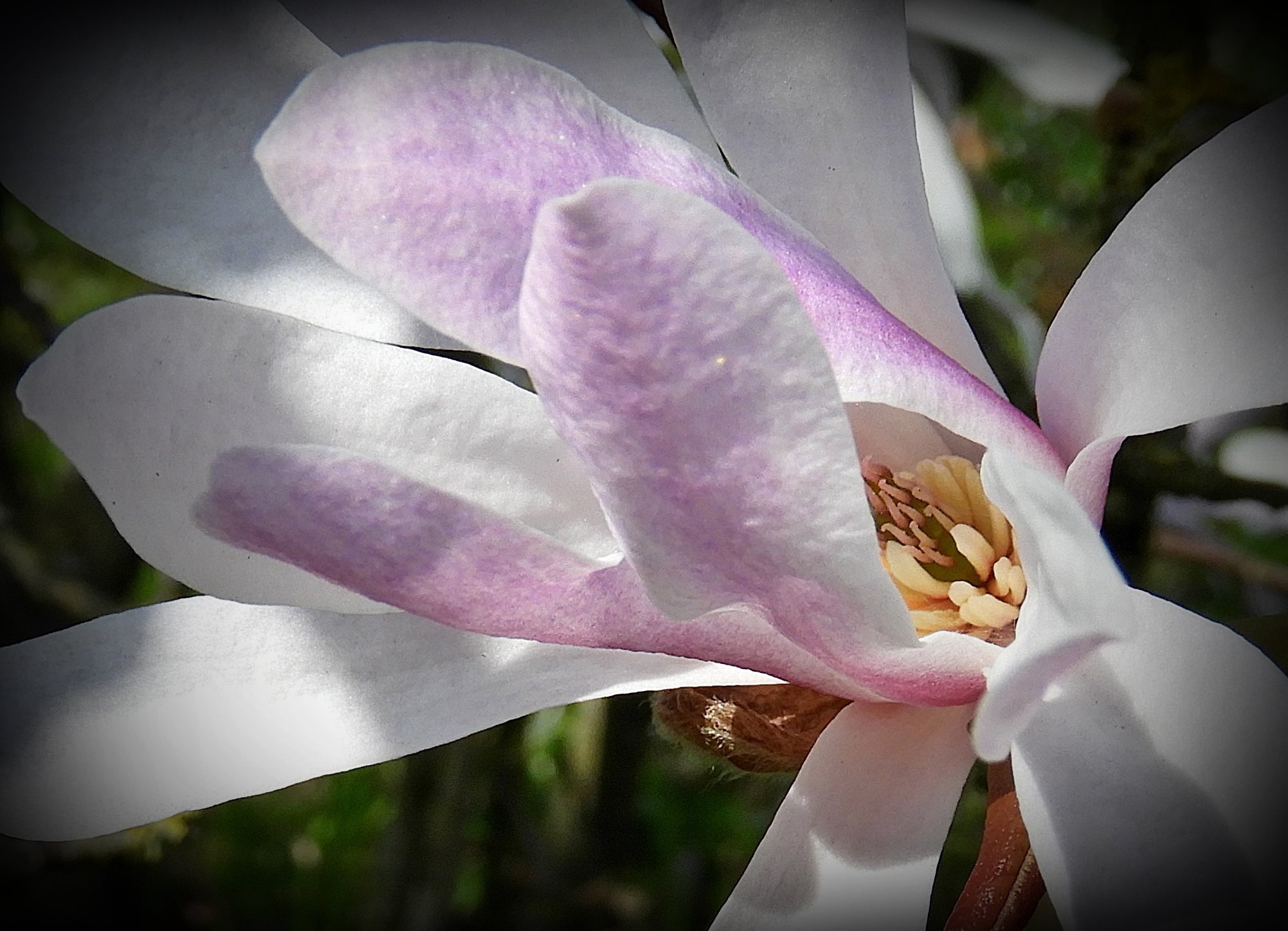 Starry Magnolia