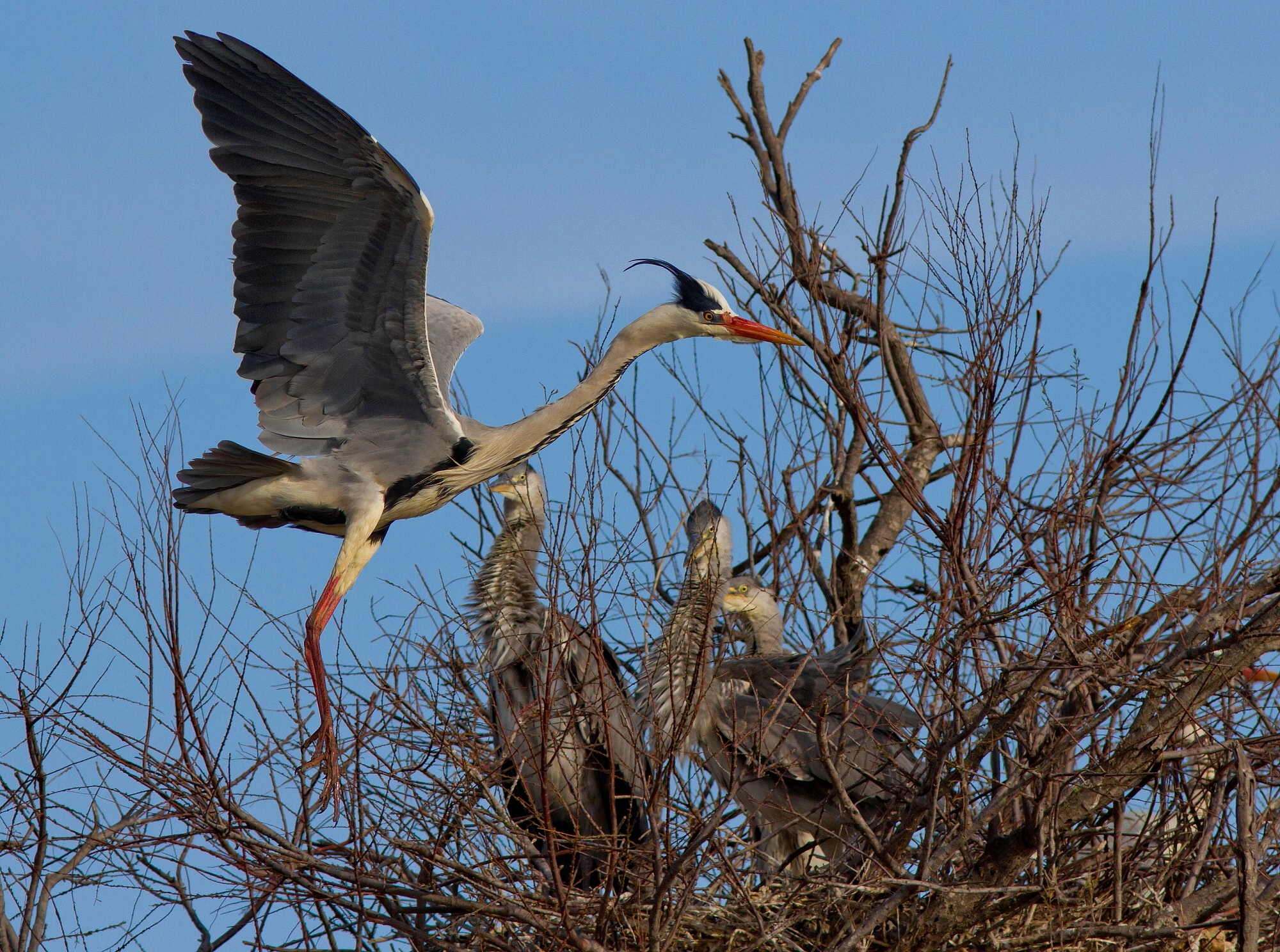 With passage of spectators