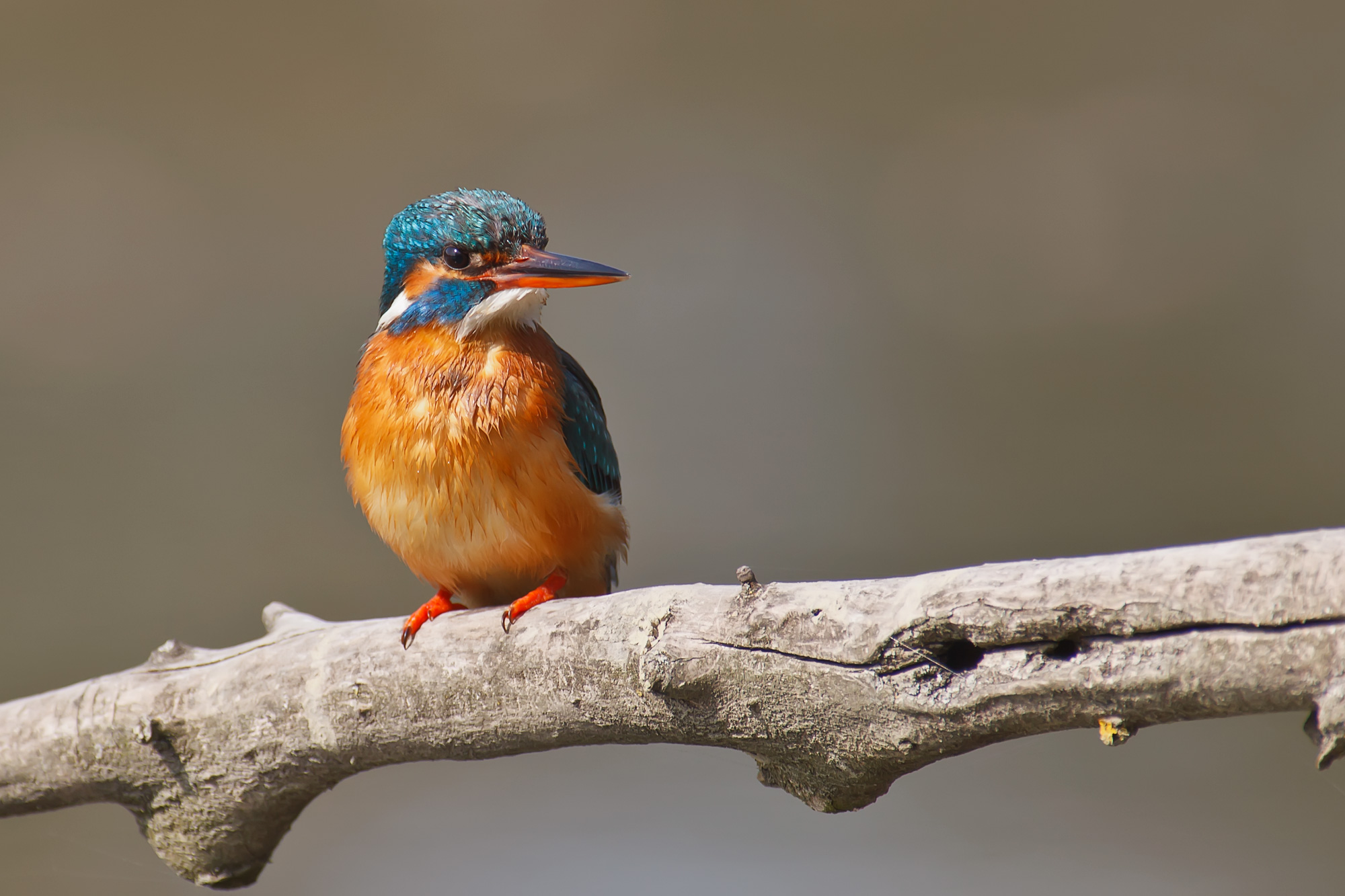 Martin Pescatore (femmina)