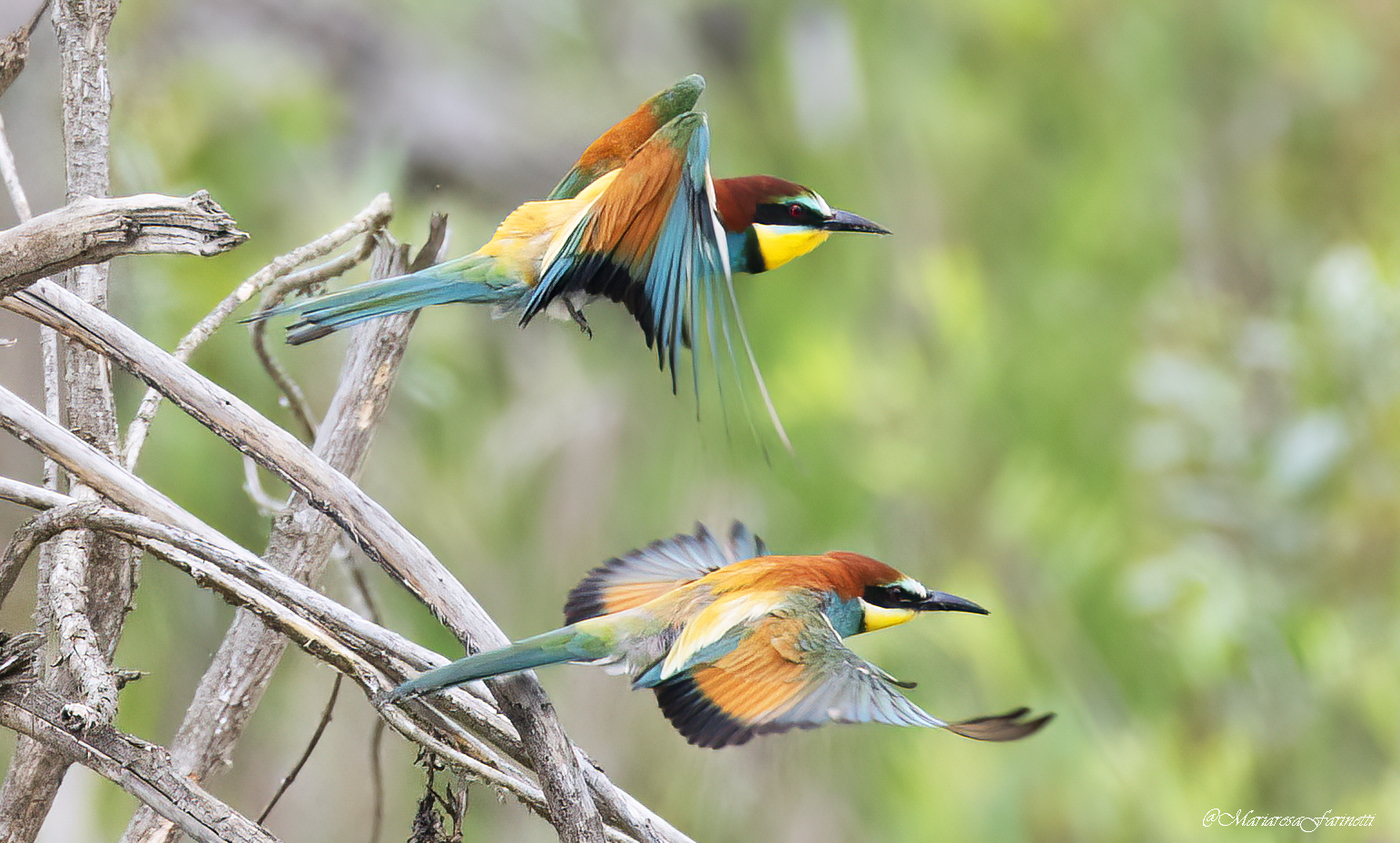 Bee-eaters (post mating, èstatobellociao)