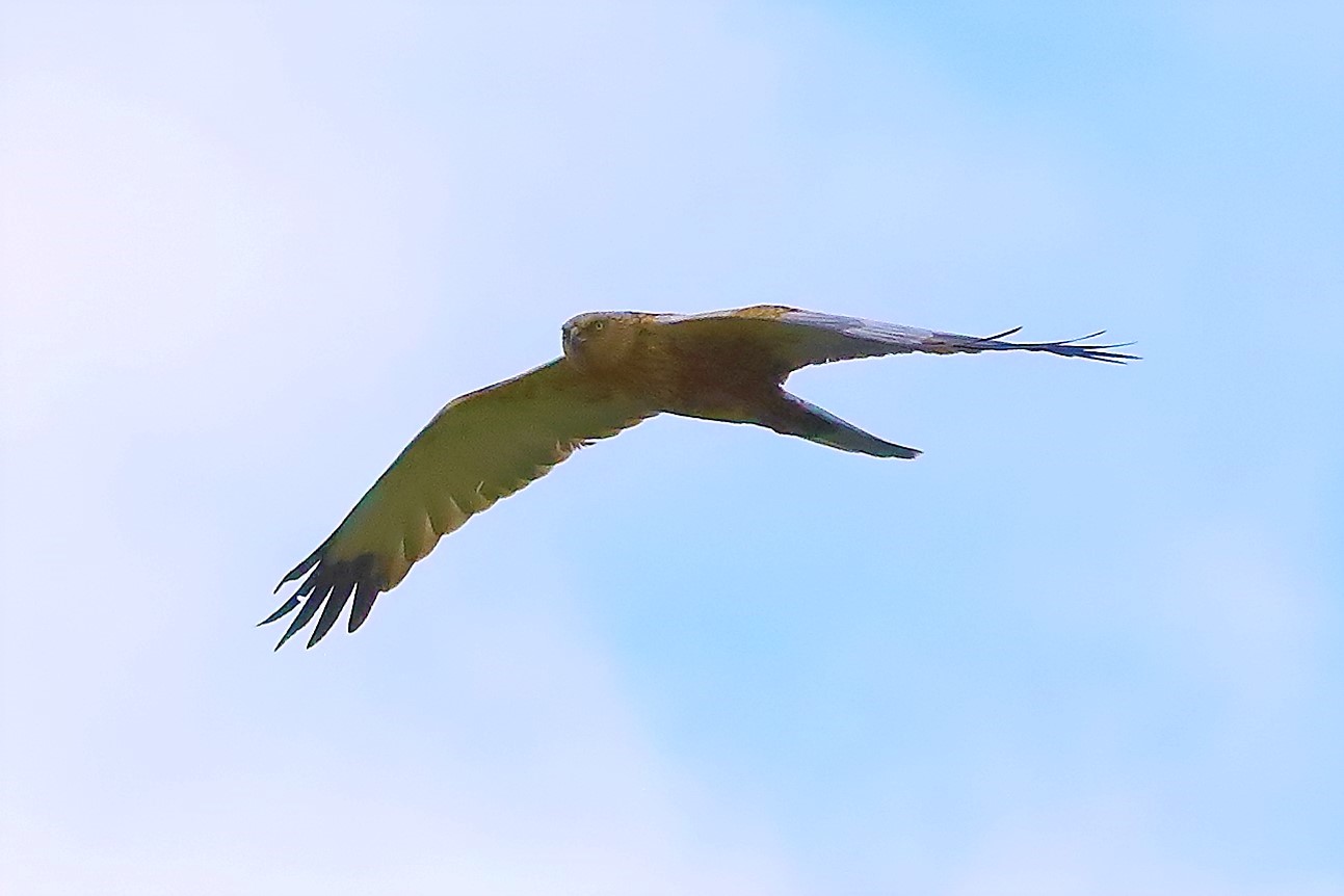 falco di palude 30-04-2022