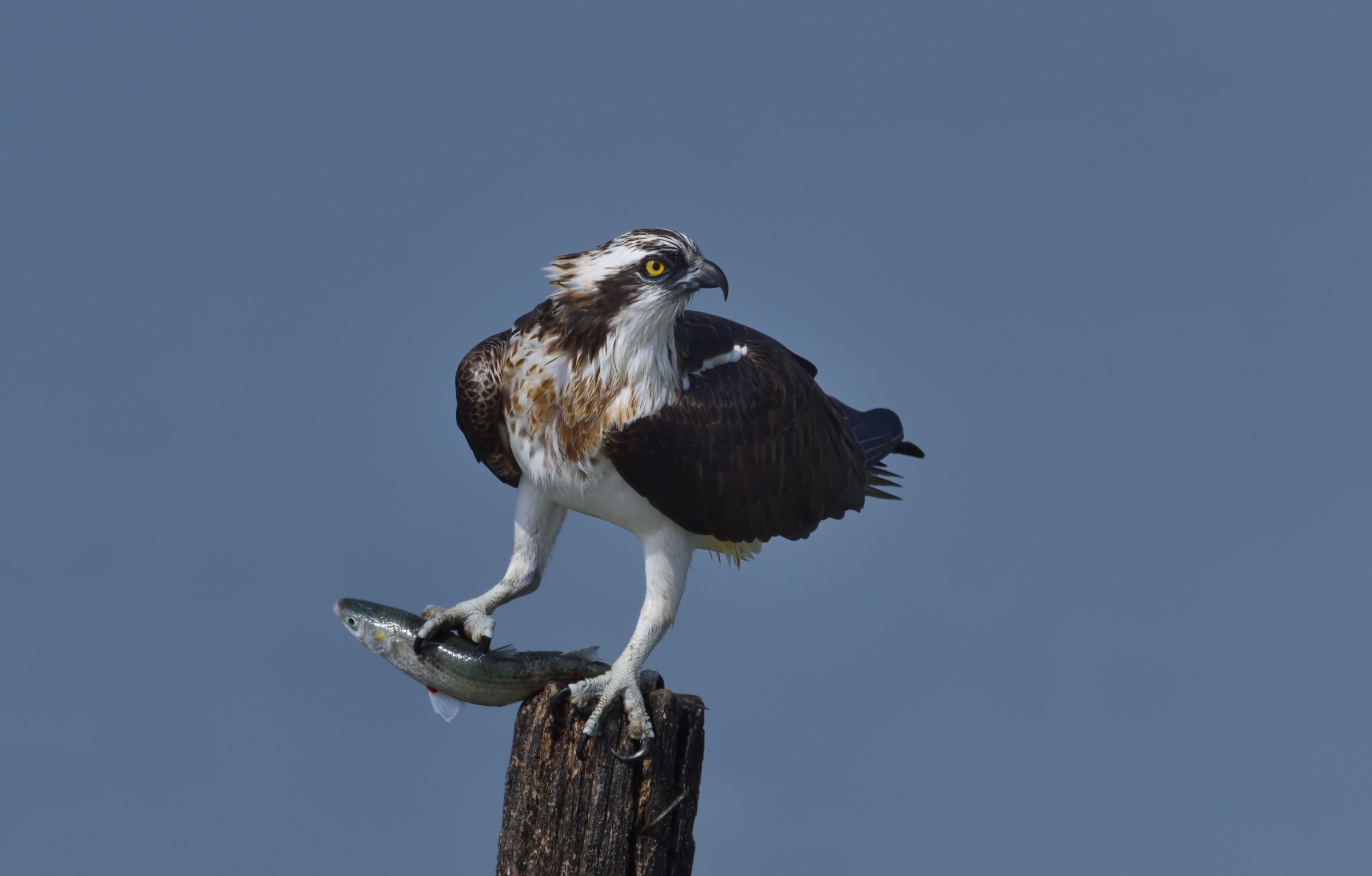 Osprey