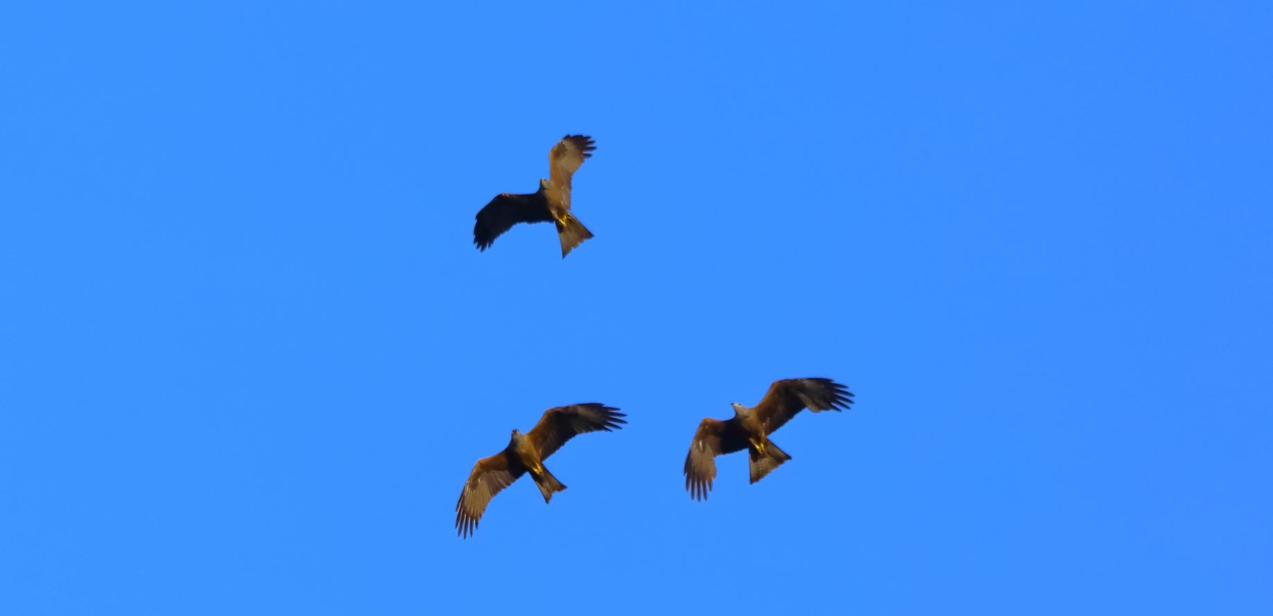 Nibbio bruno 07-06-2022