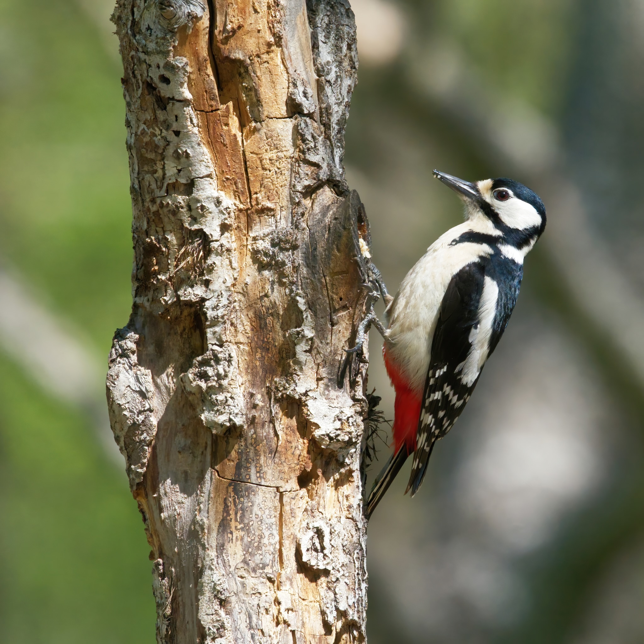 Greater red woodpecker