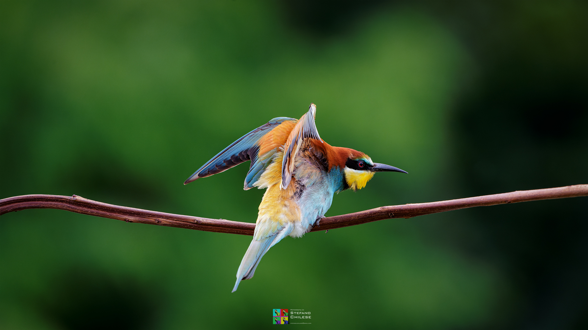 BEE-EATER 2022