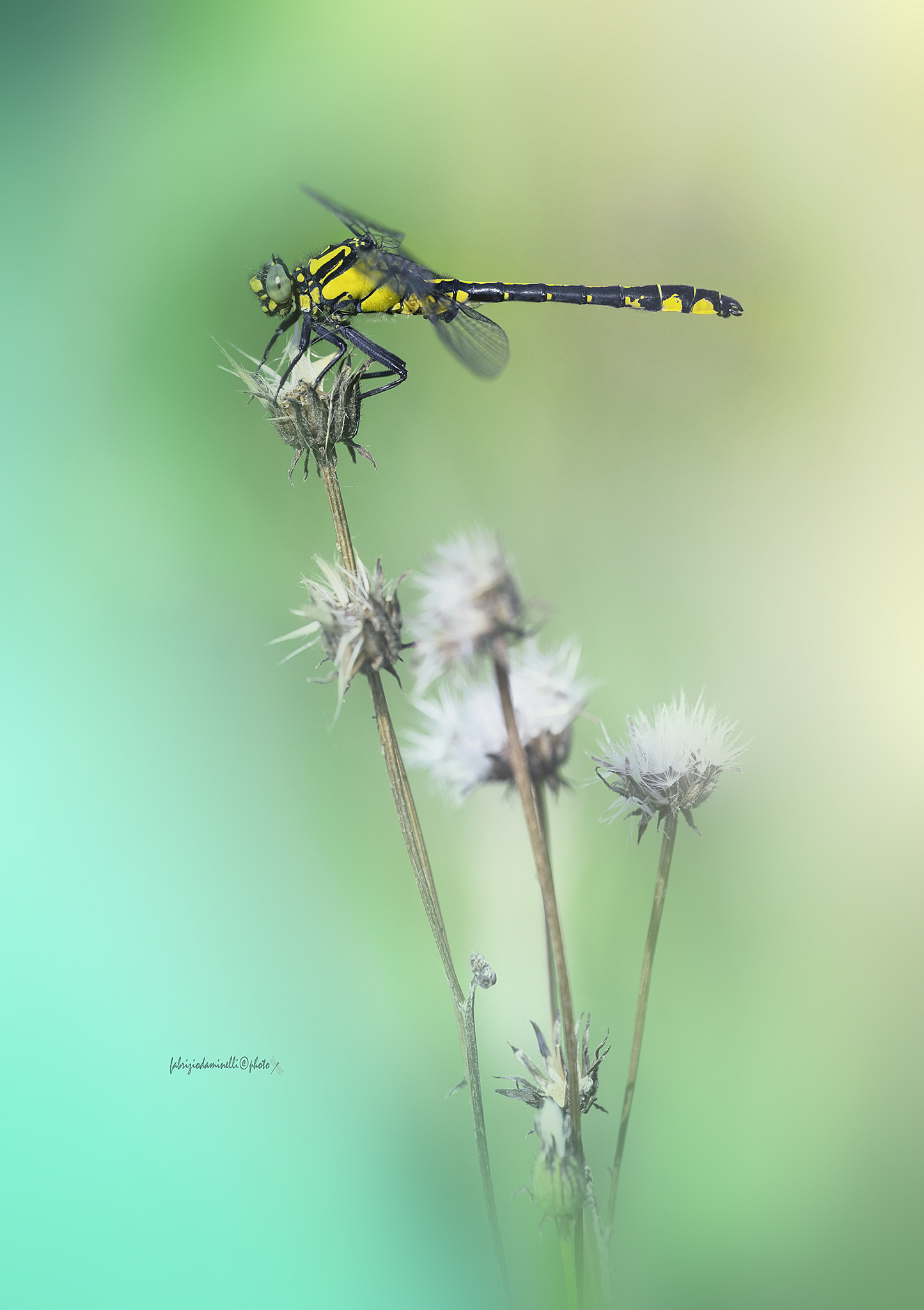 Gomphus vulgatissimus