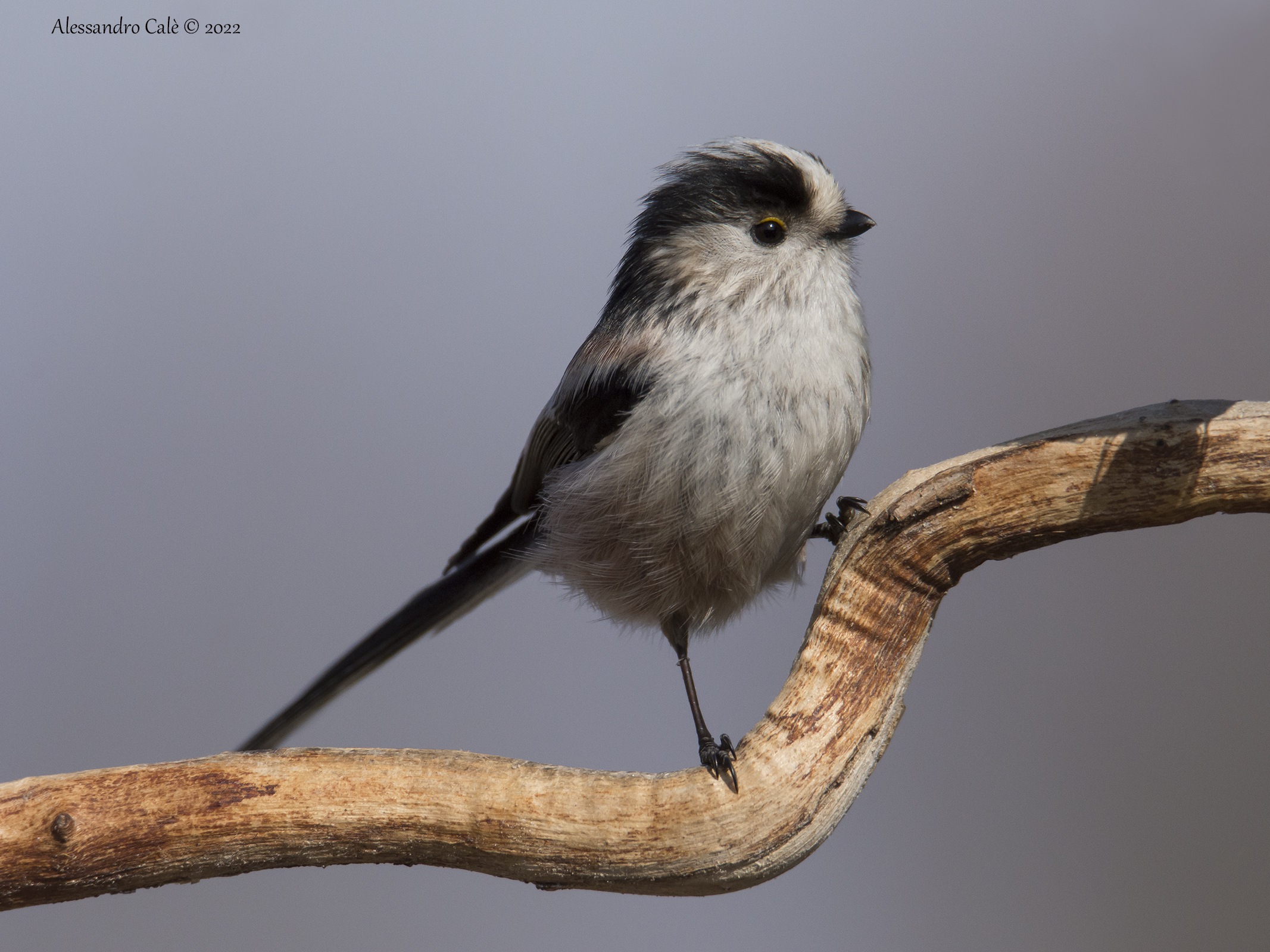 Aegithalos caudatus ( Codibugnolo) 8252