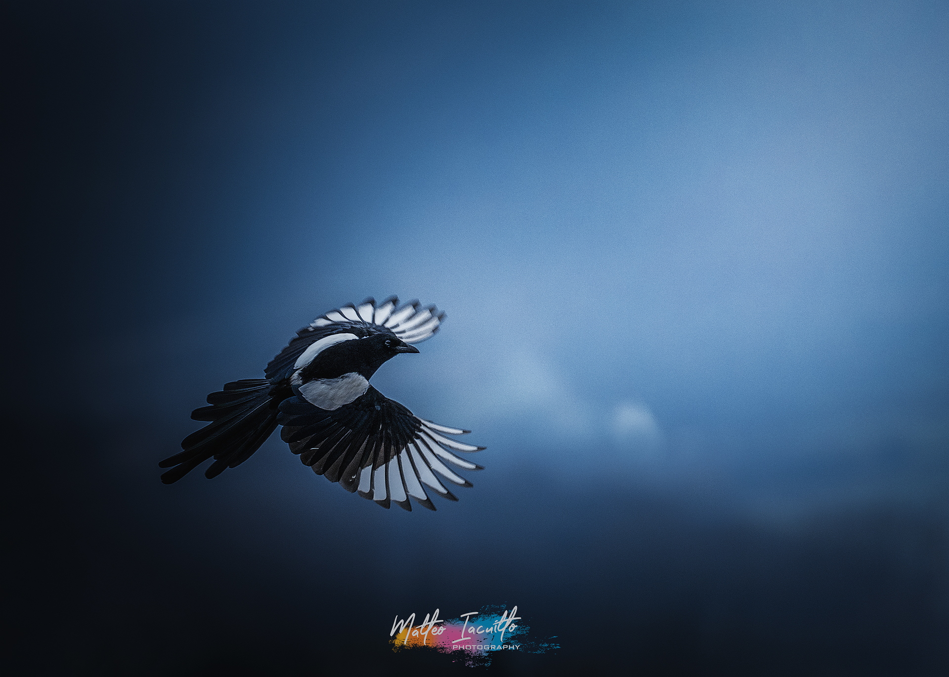 Magpie thief in flight