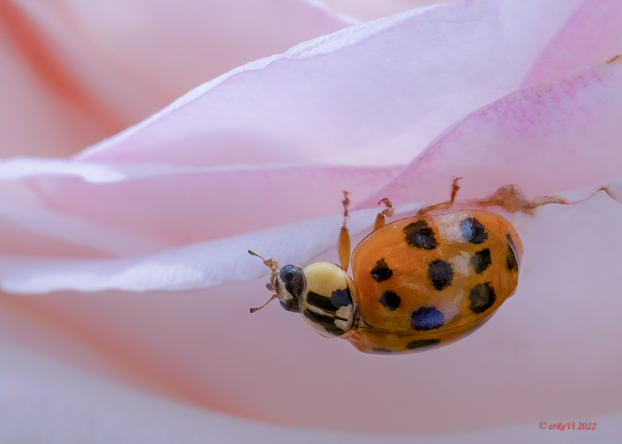 Harmonia axyridis