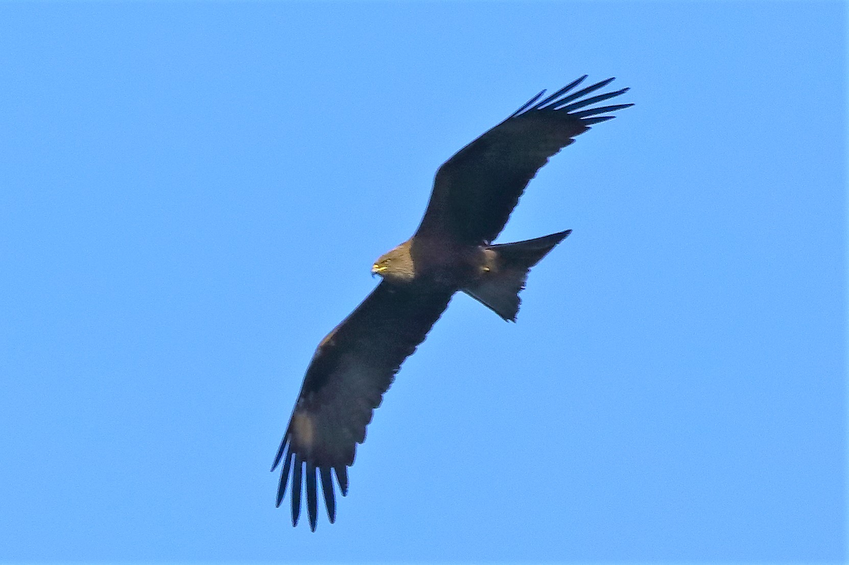 Nibbio bruno 10-05-2022