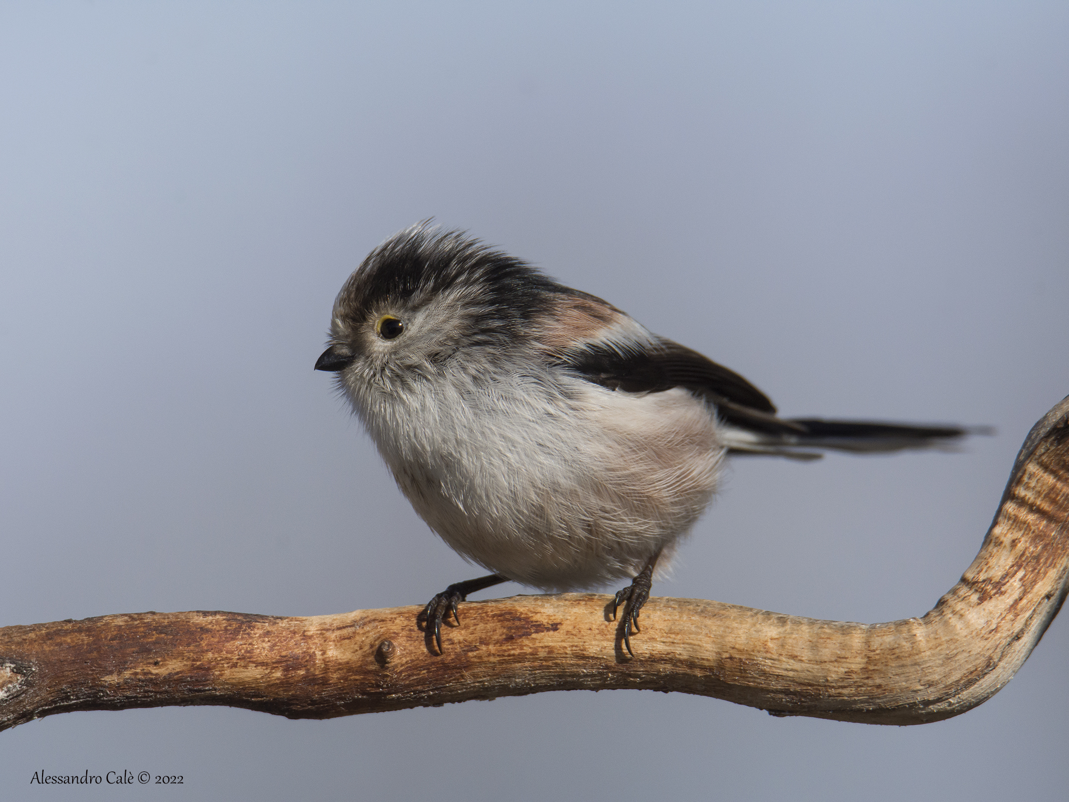 Aegithalos caudatus ( Codibugnolo) 8197