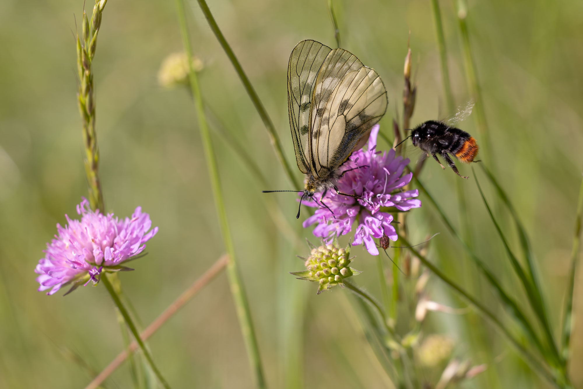 Parnassius Mnemosyne