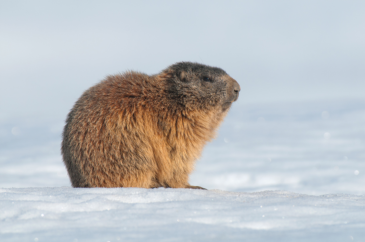 Marmotta