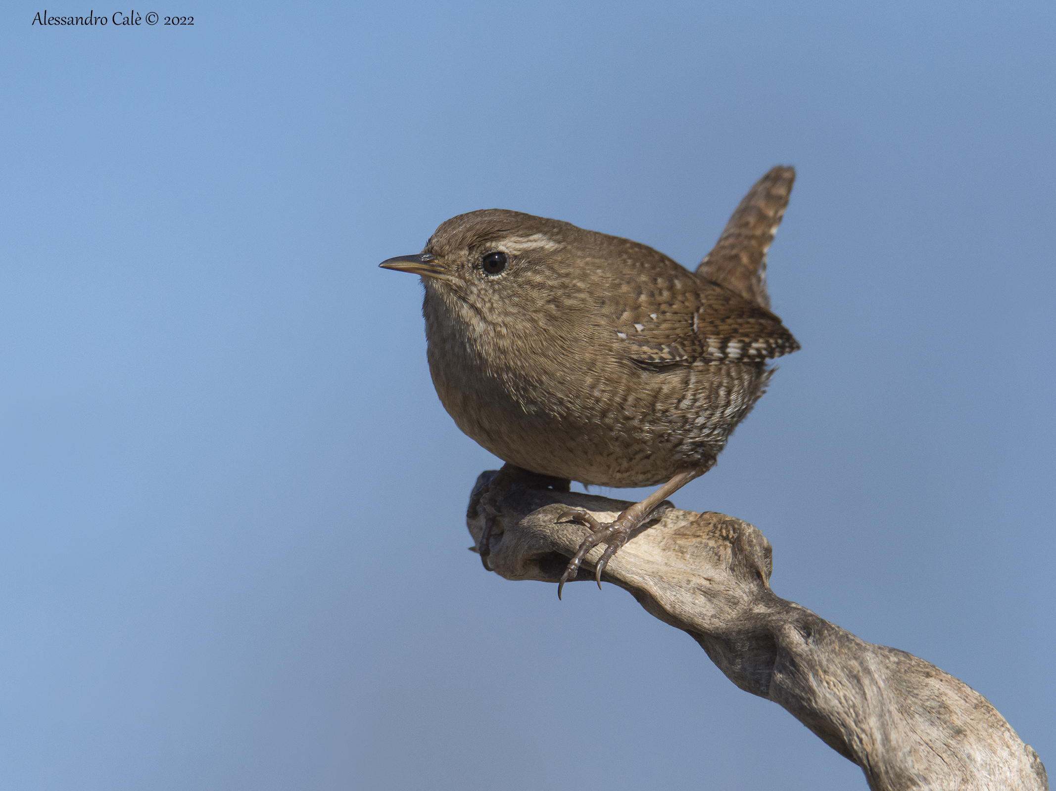 Troglodytes troglodytes (Scricciolo) 9132