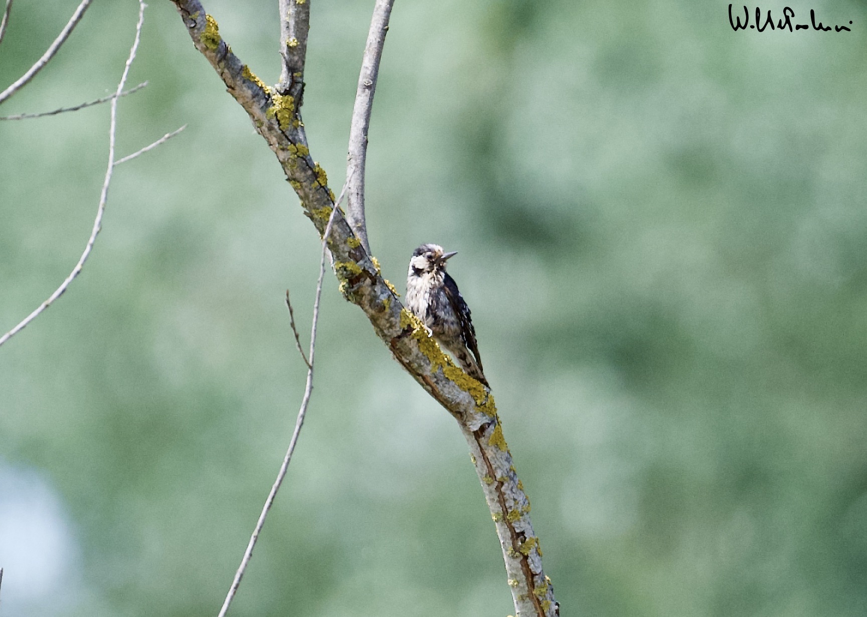 Lesser Red Woodpecker - female-