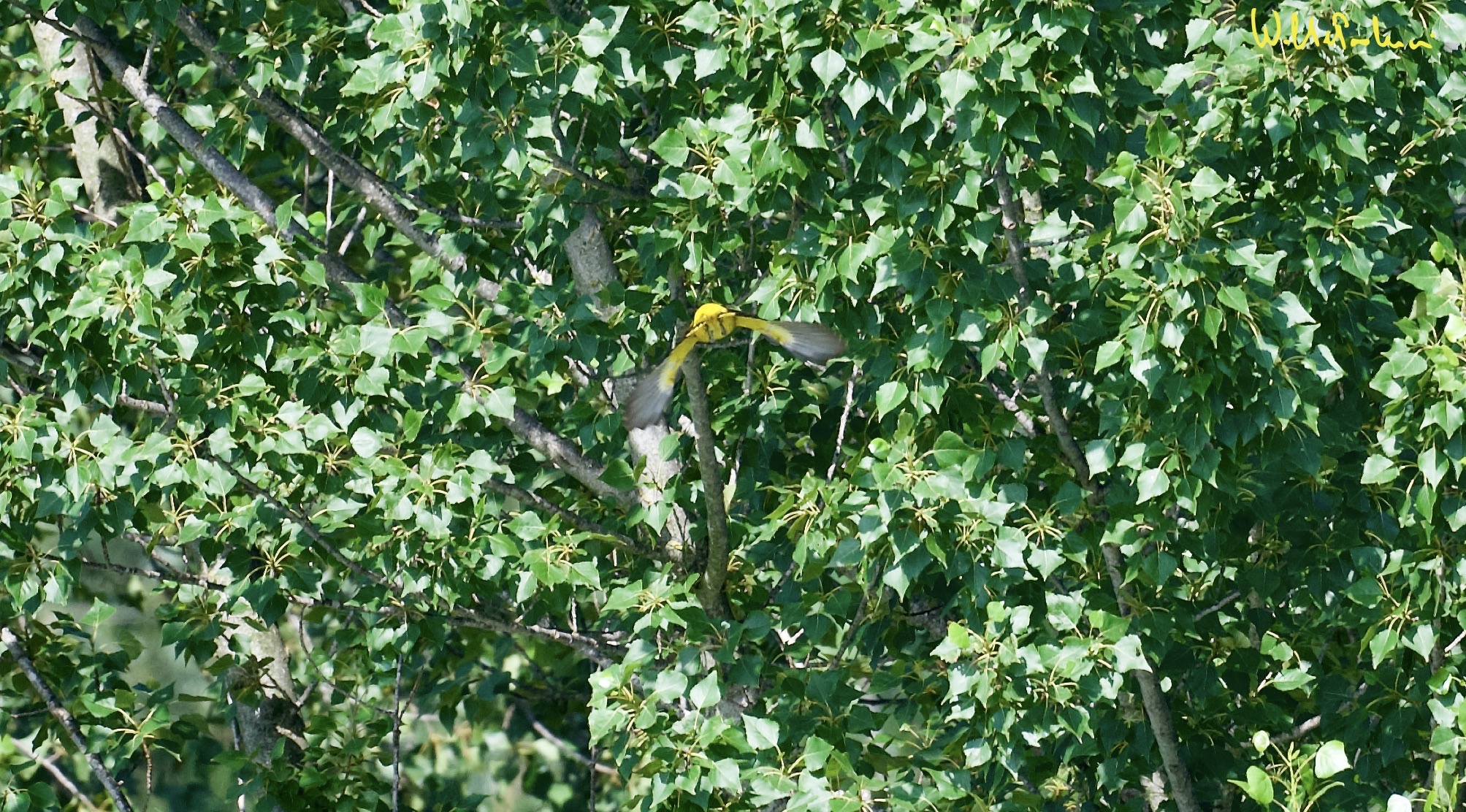 Golden oriole... on the fly 1