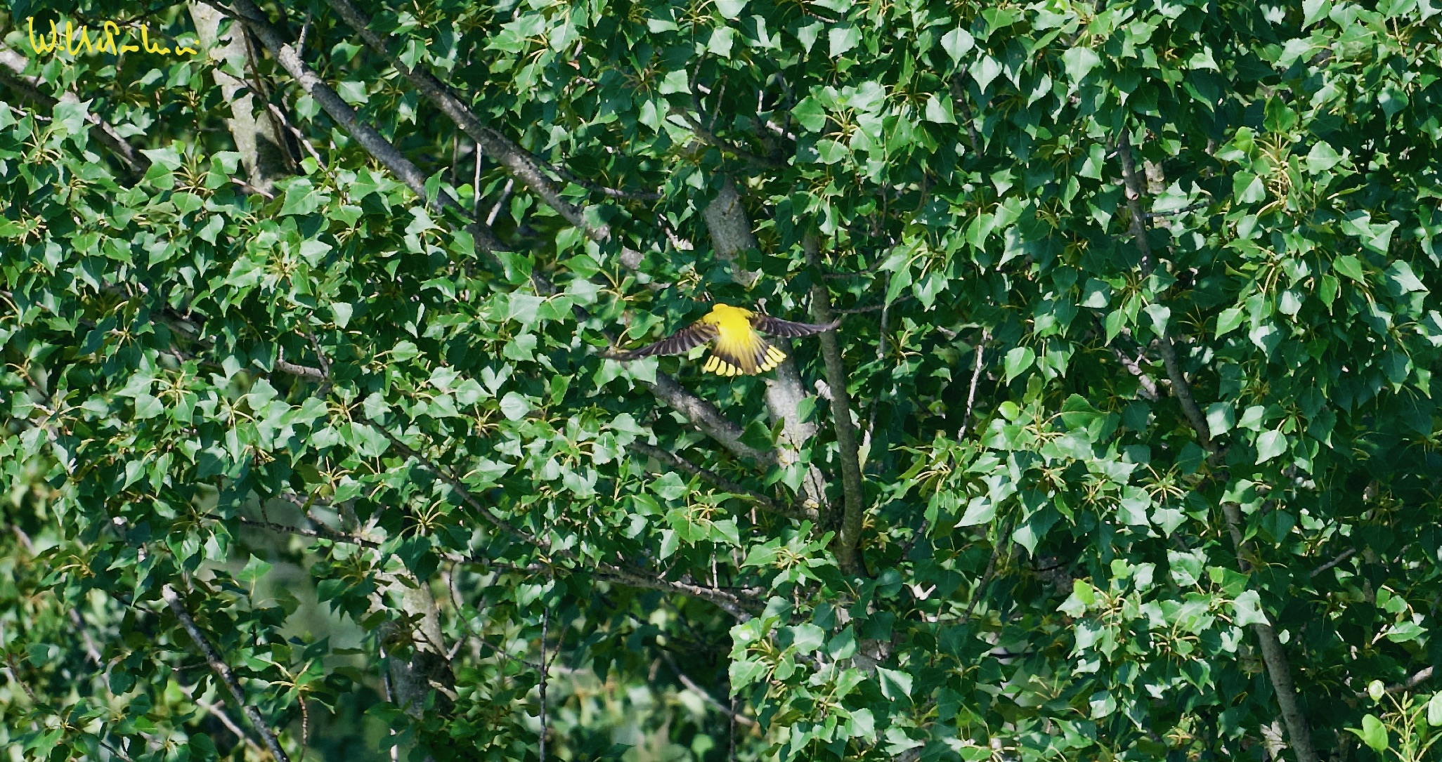 Golden oriole... on the fly 2