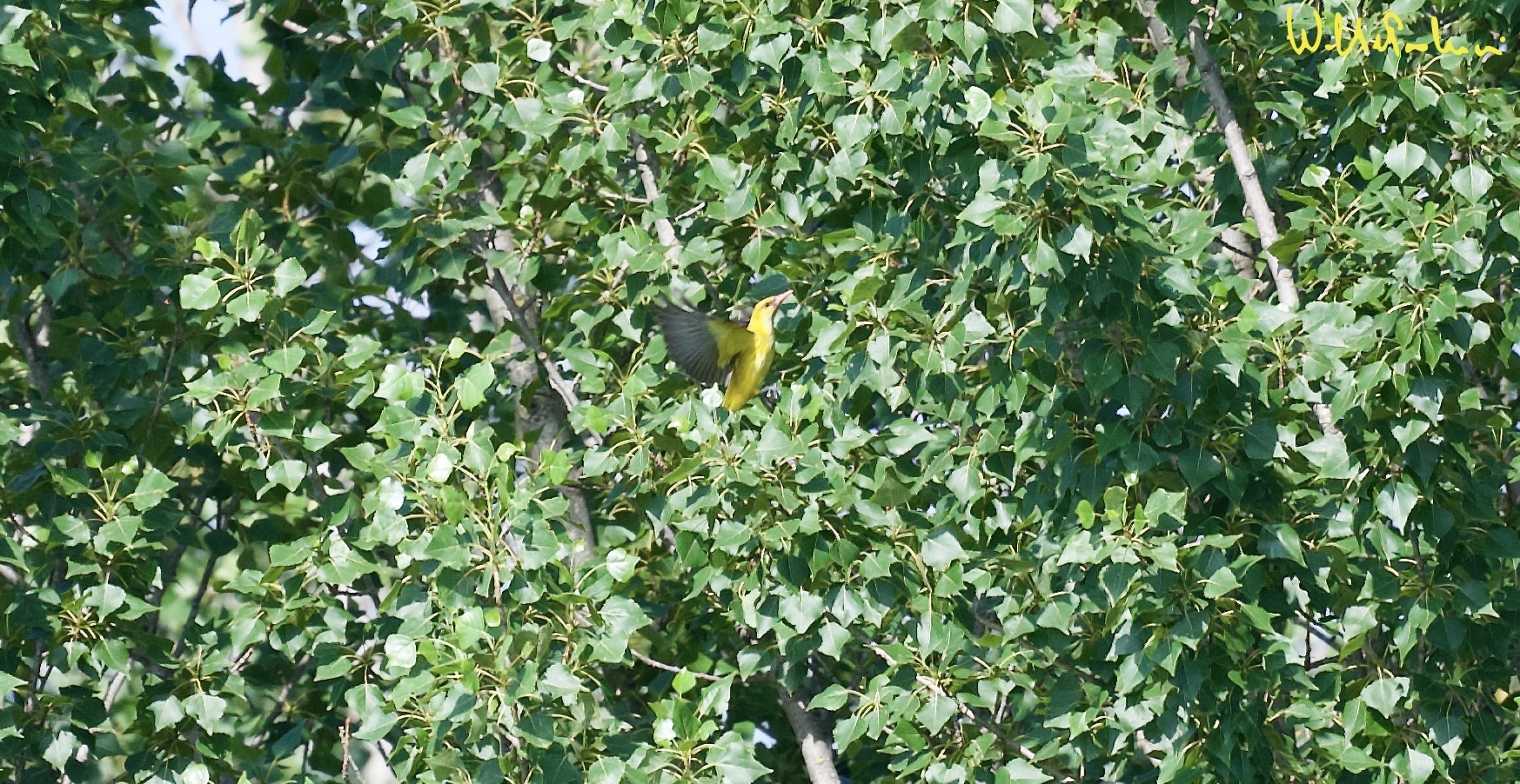 Golden oriole... on the fly 3