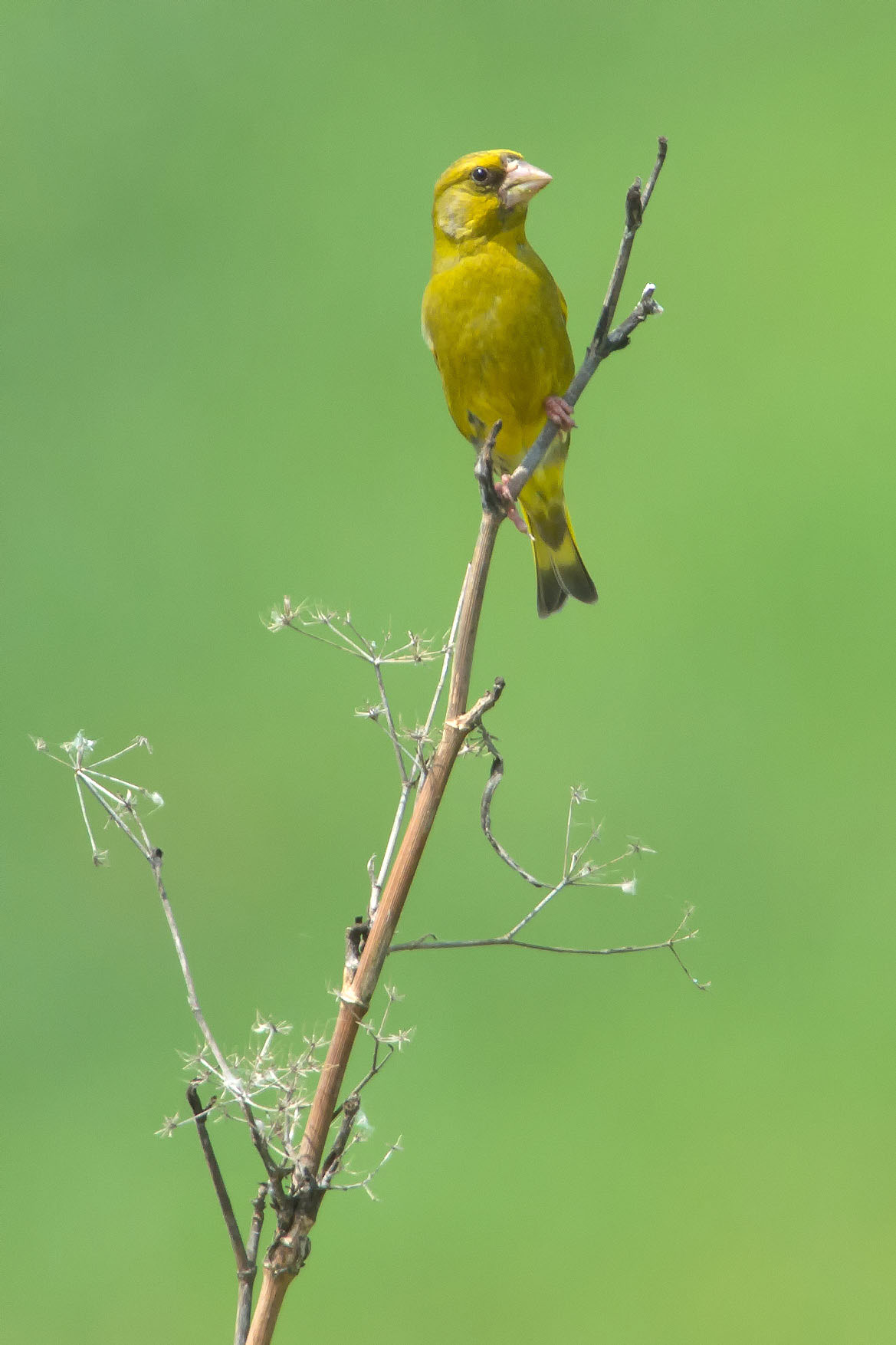 Common greenfinch