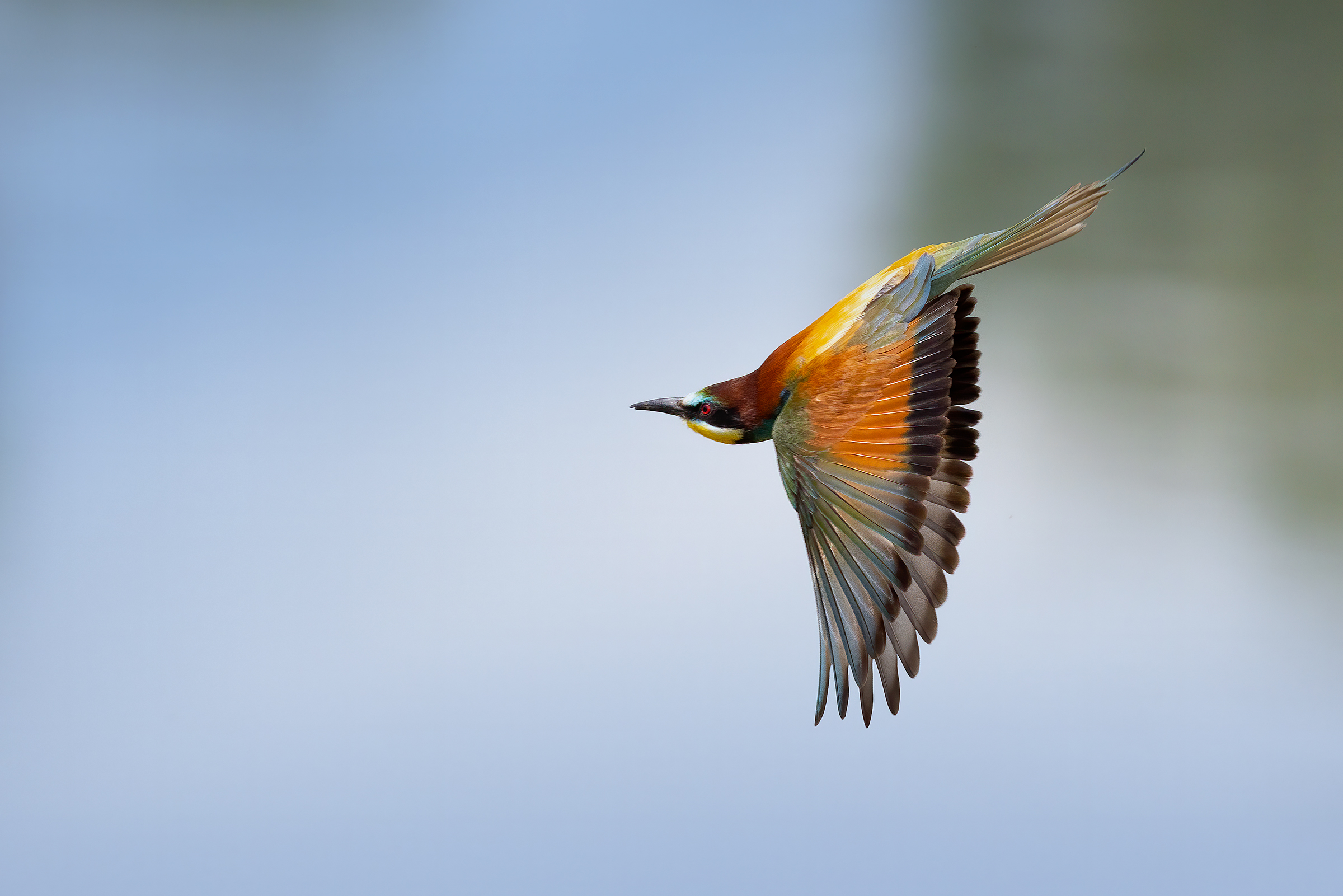 Gruccioni 2022 - Fiume Taro