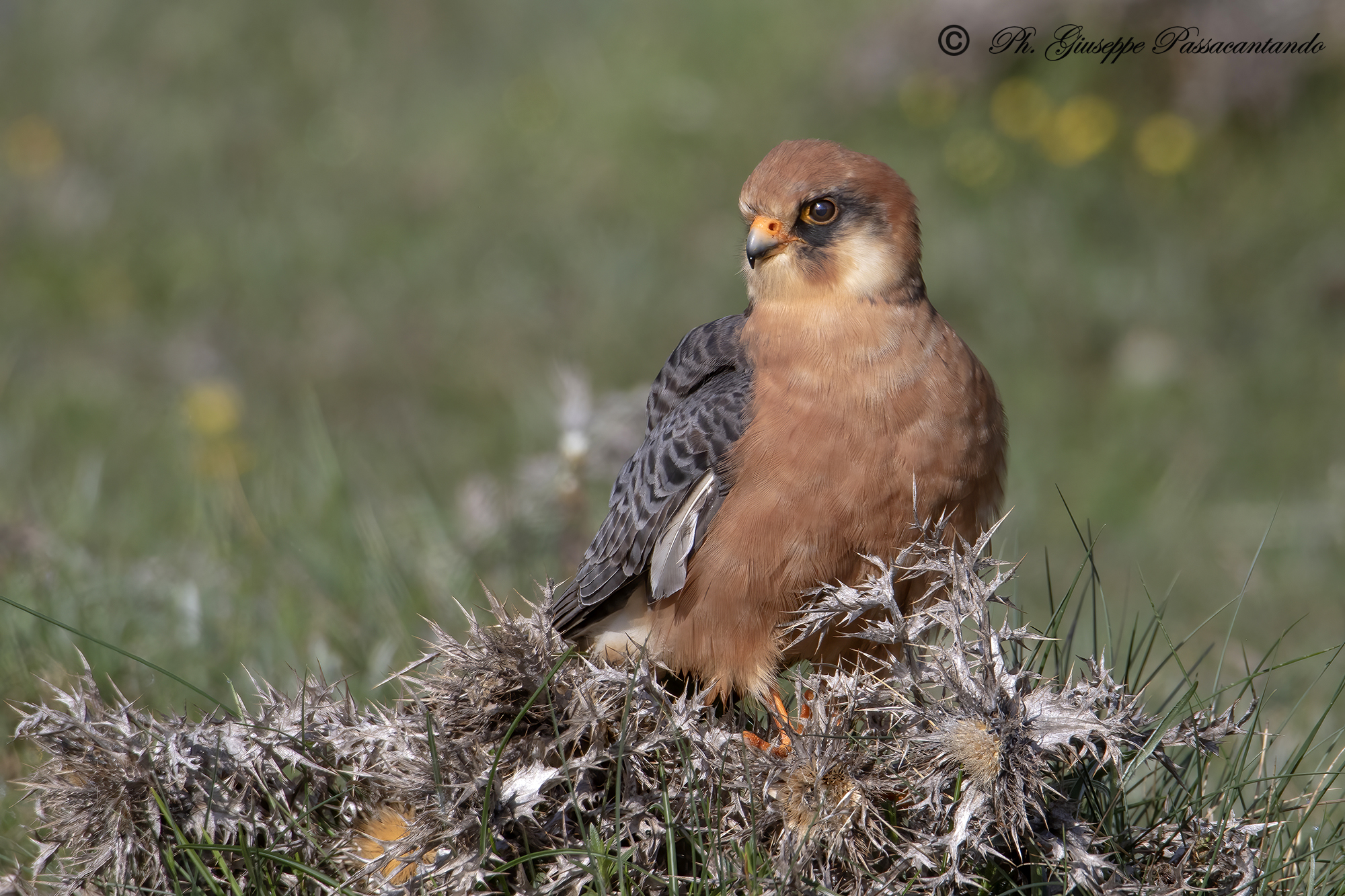 female cuckoo falcon