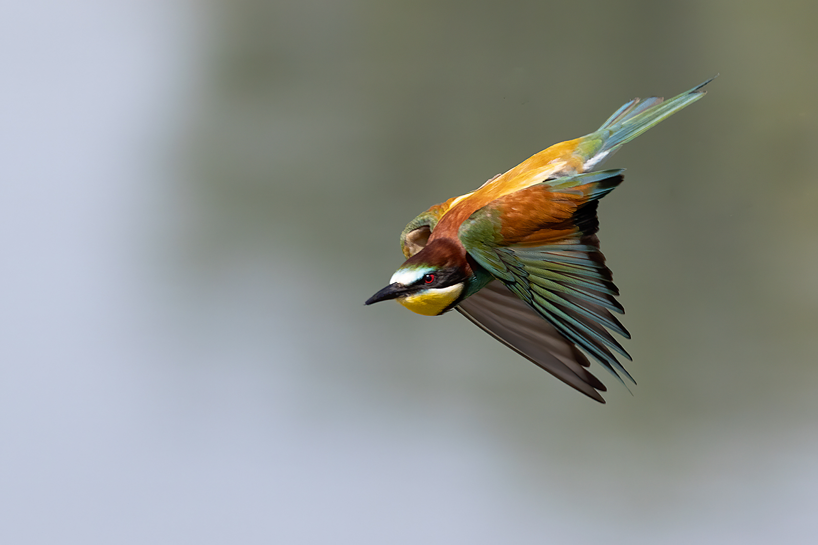 Gruccioni 2022 - Fiume Taro