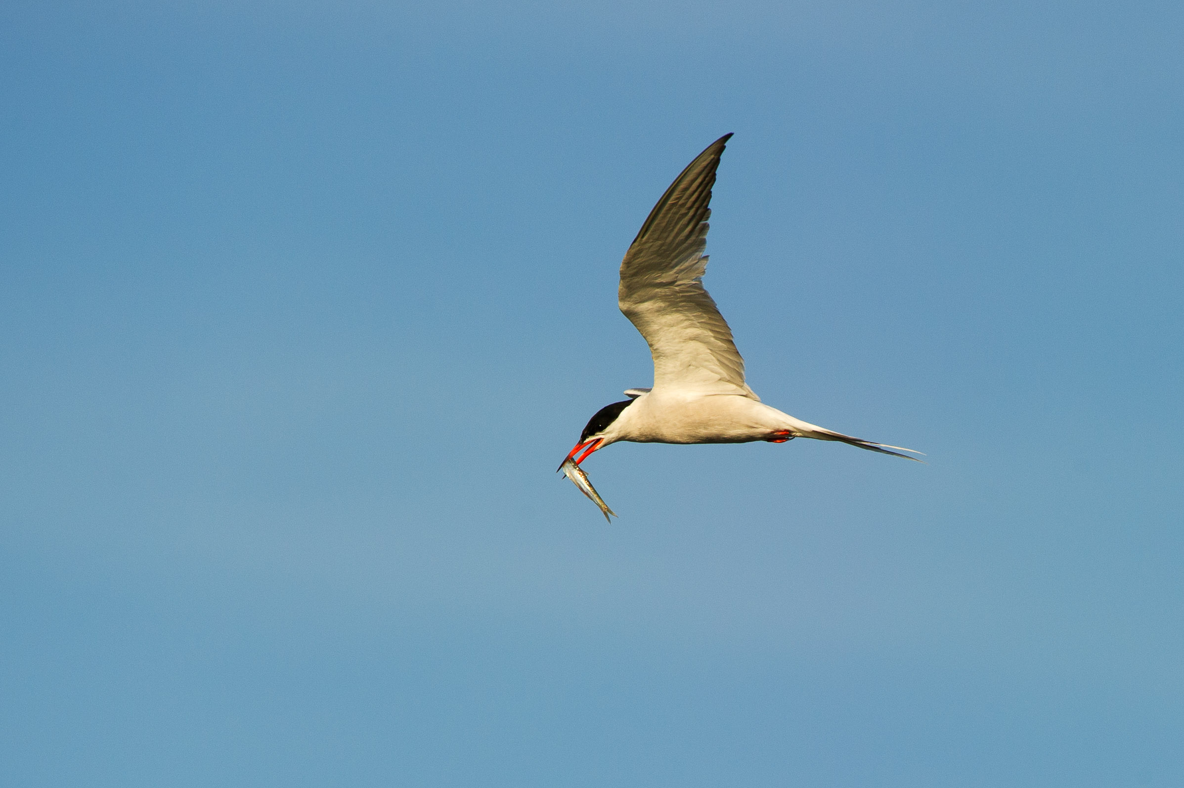 Tern