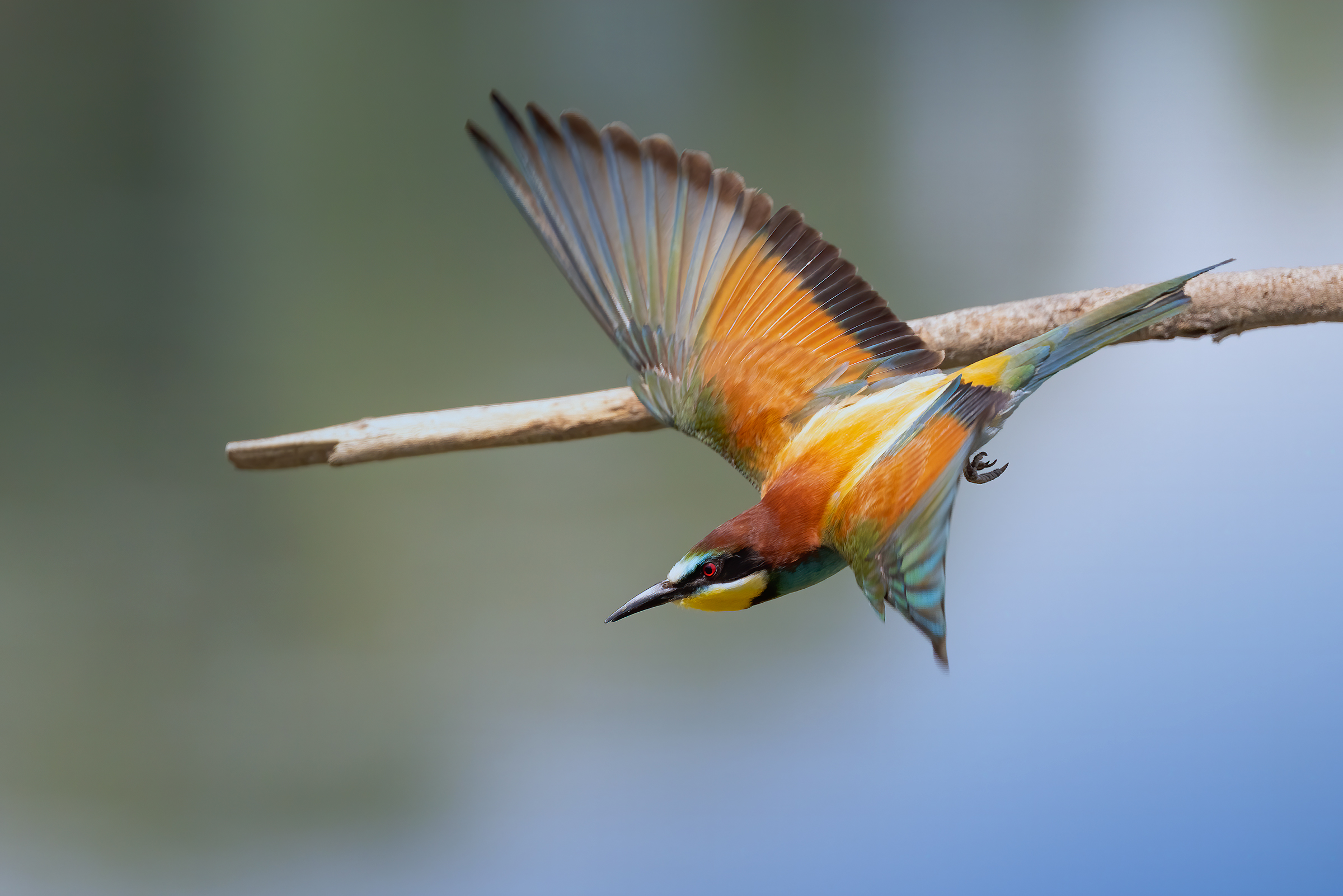 Gruccioni 2022 - Fiume Taro