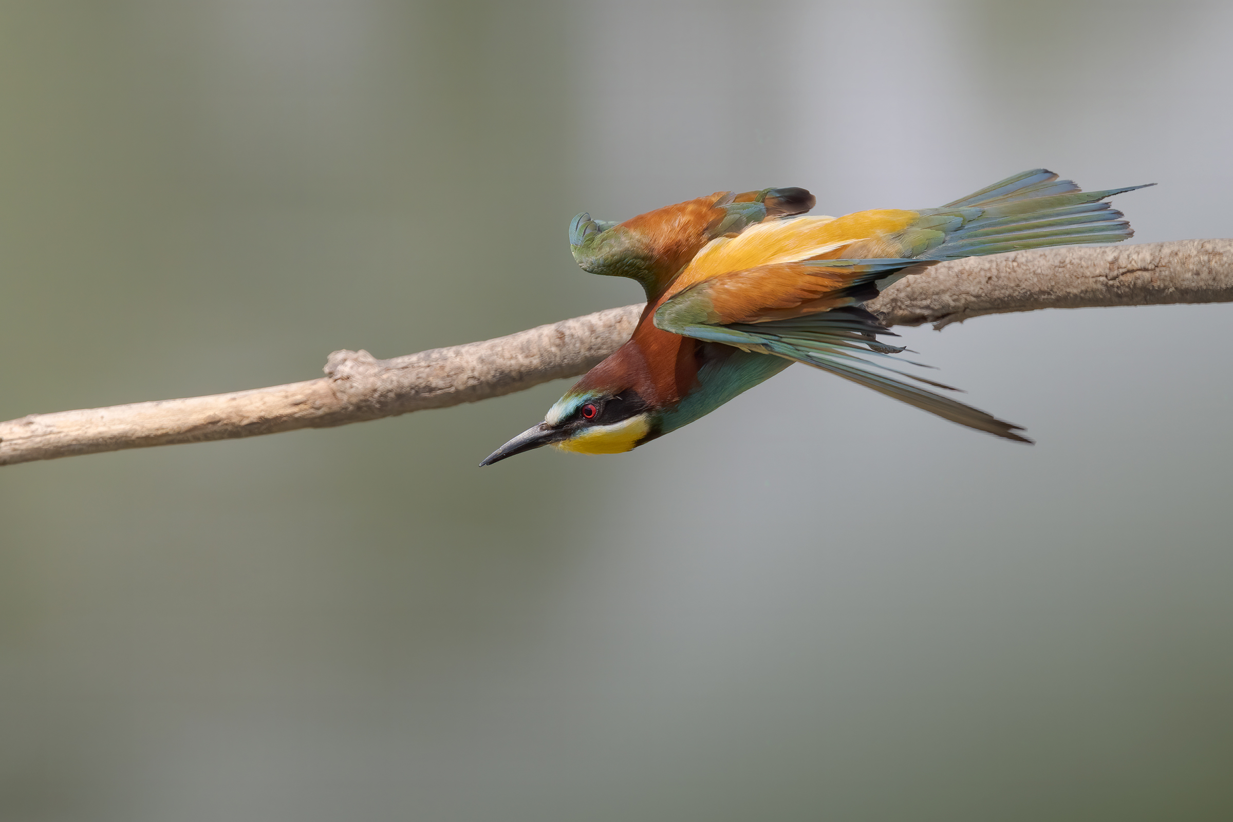 Gruccioni 2022 - Fiume Taro