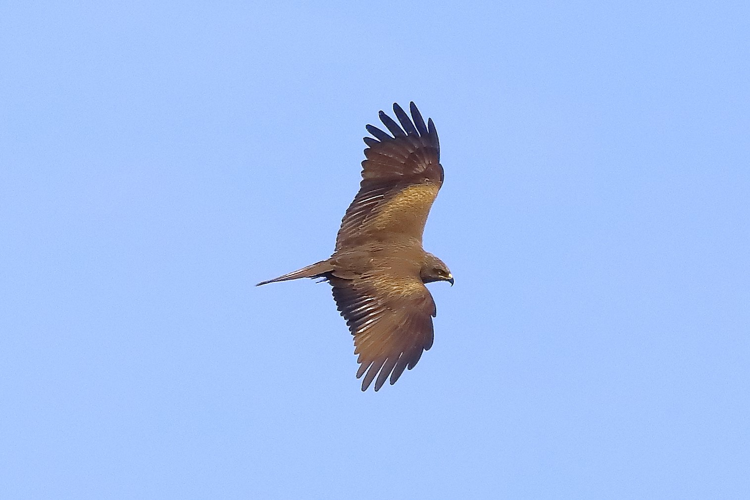 Black kite 10-05-2022