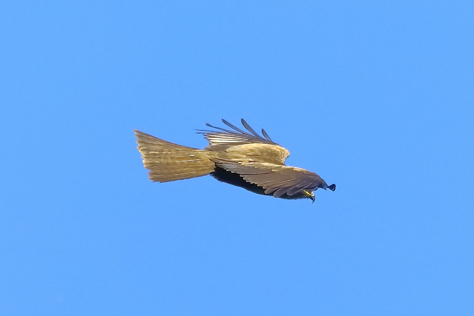 Black kite 10-05-2022