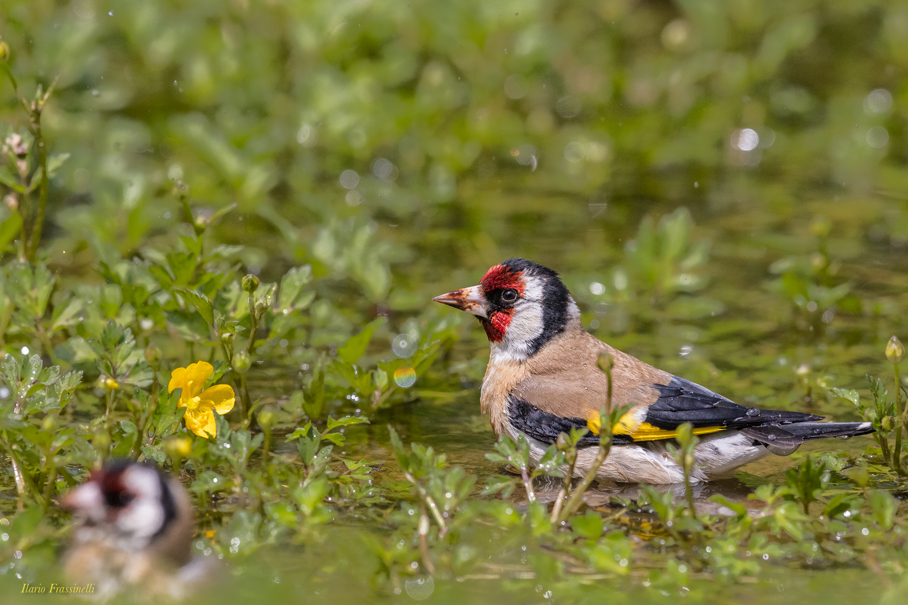 The goldfinch bath
