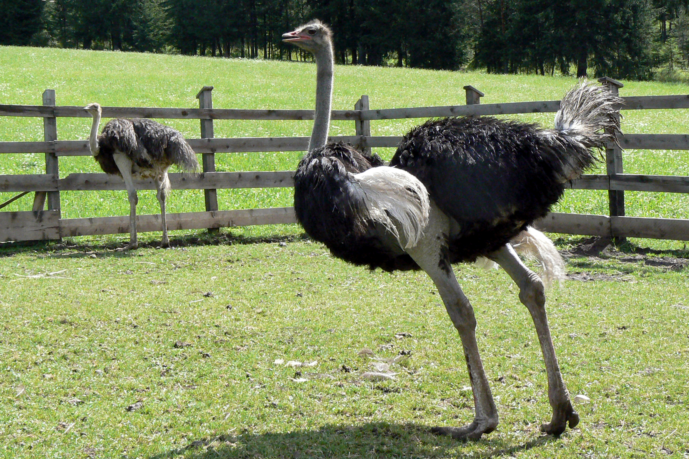 alpine ostriches