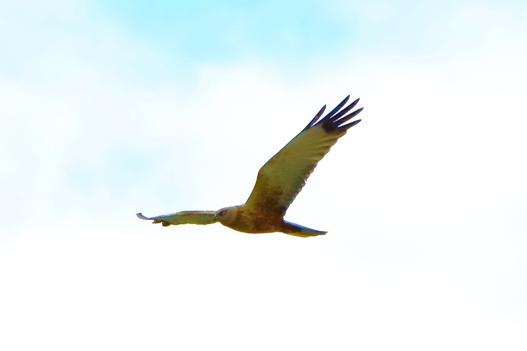 falco di palude 30-04-2022