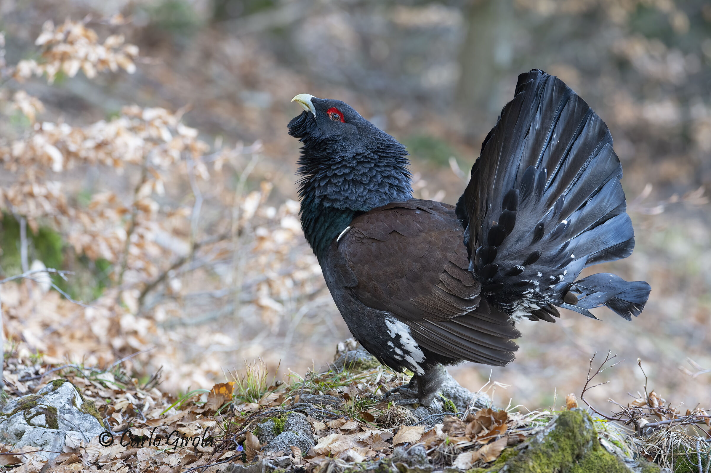 Capercaillie (Tetrao urogallus)
