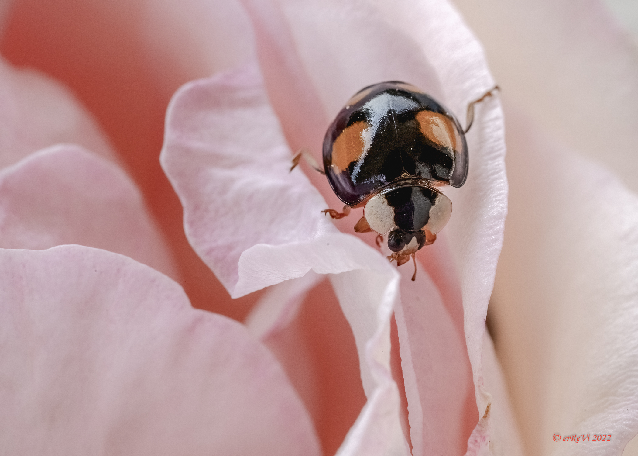 La nera (Harmonia axyridis)
