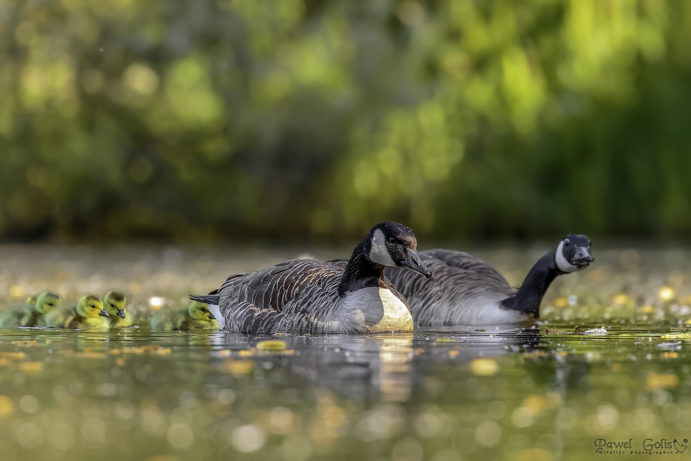 Oca Greylag (Anser anser)