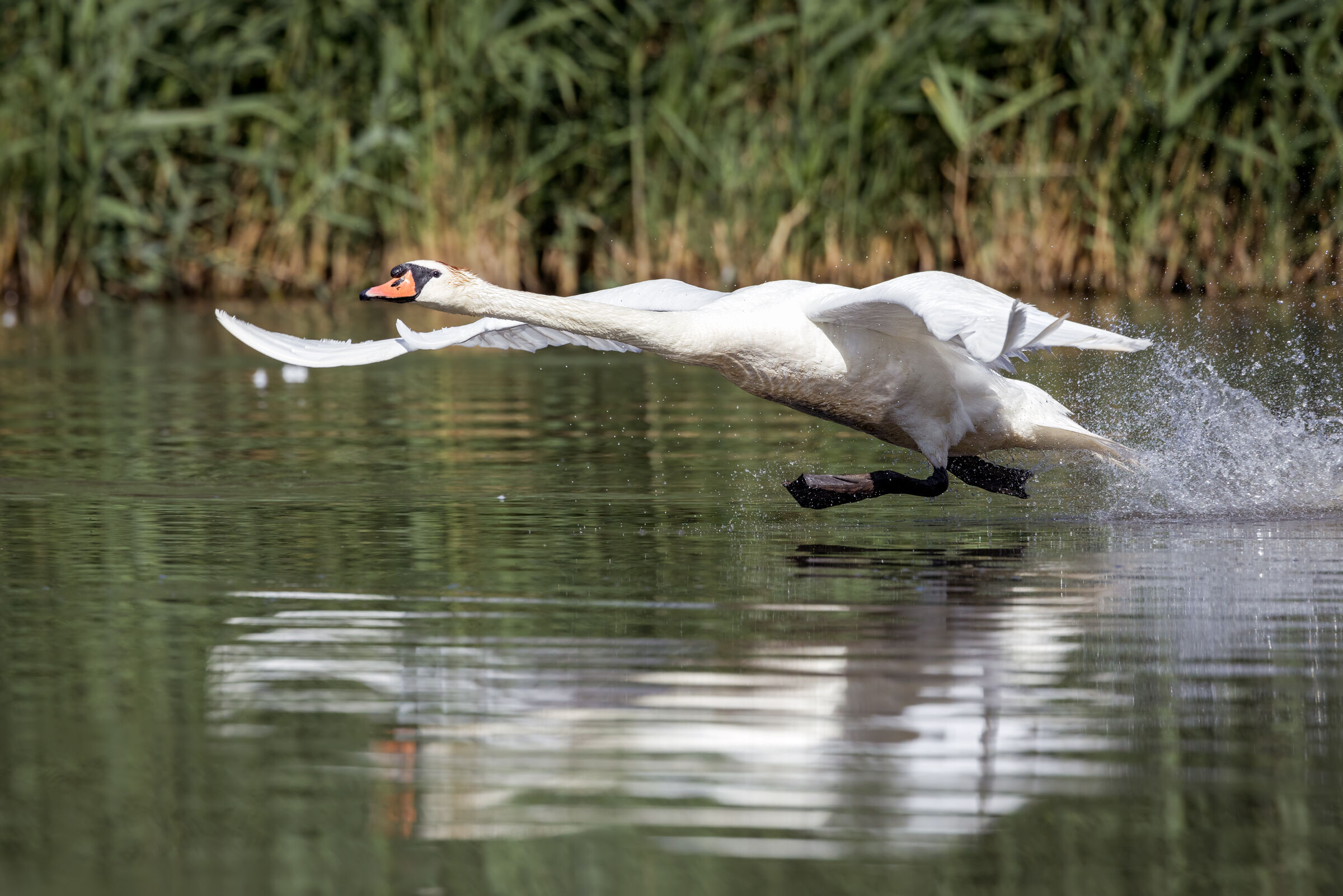 Mute swan