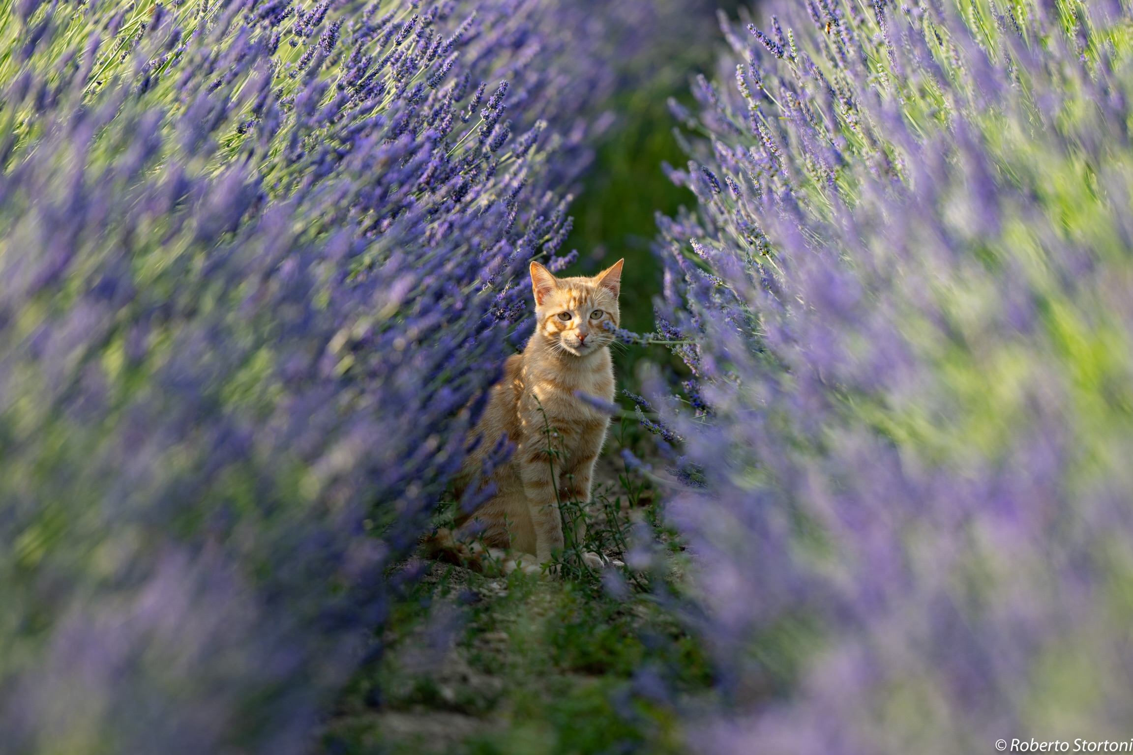 Cats