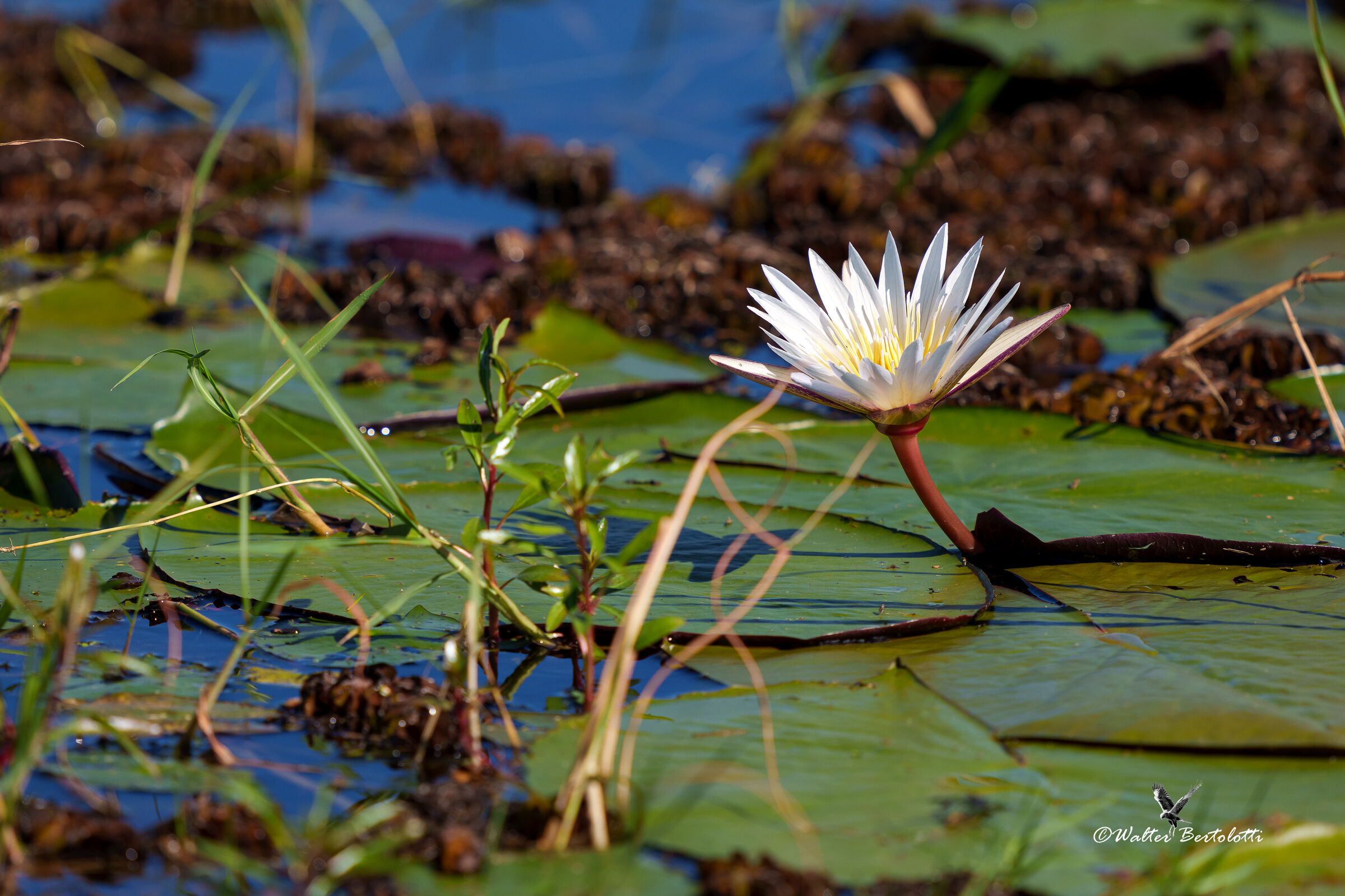 colors on the surface of the water