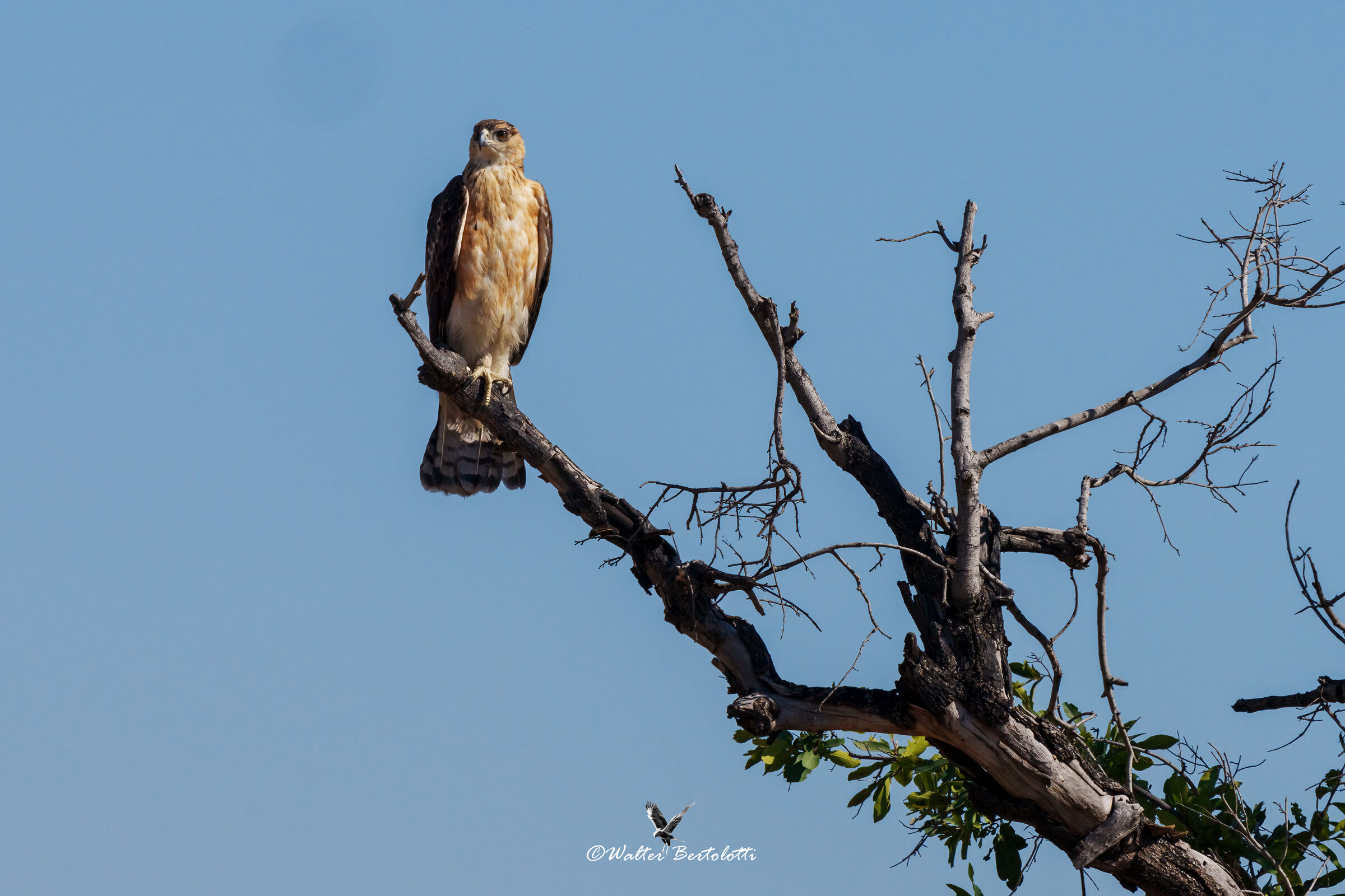 Wahlberg eagle