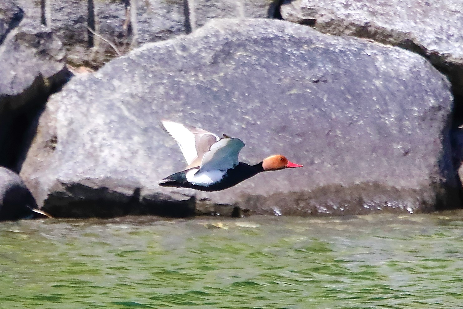 fistione turco 10-05-2022